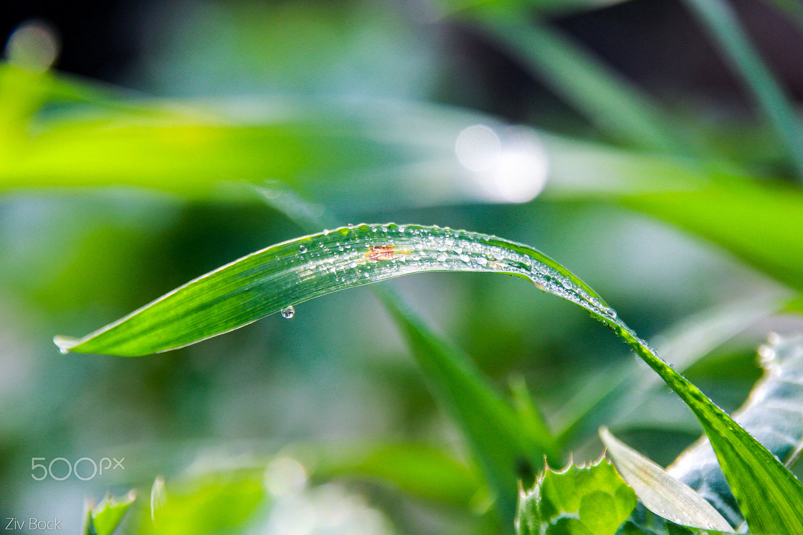 Sigma 18-200mm f/3.5-6.3 DC OS sample photo. A tip photography