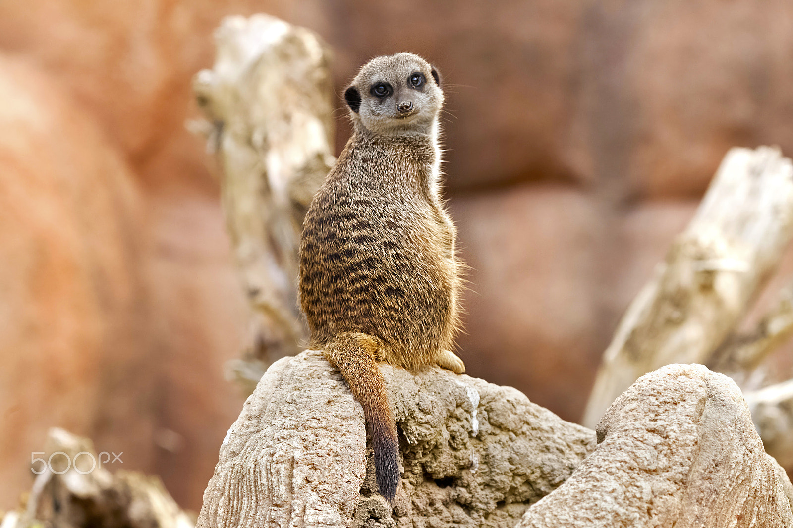 Canon EOS 500D (EOS Rebel T1i / EOS Kiss X3) sample photo. Meerkat / suricate photography