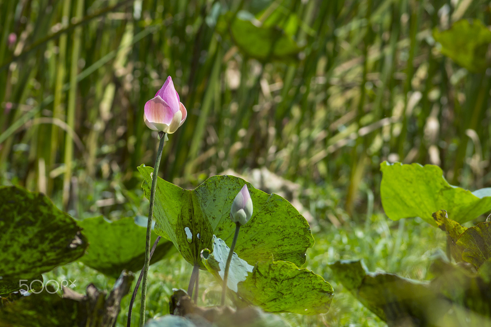 Canon EOS 60D + Canon EF 400mm F5.6L USM sample photo. Lotus bug ii photography