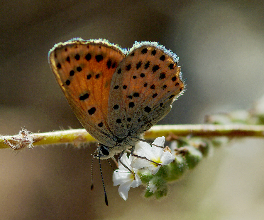 Pentax K20D sample photo. Buterfly light photography