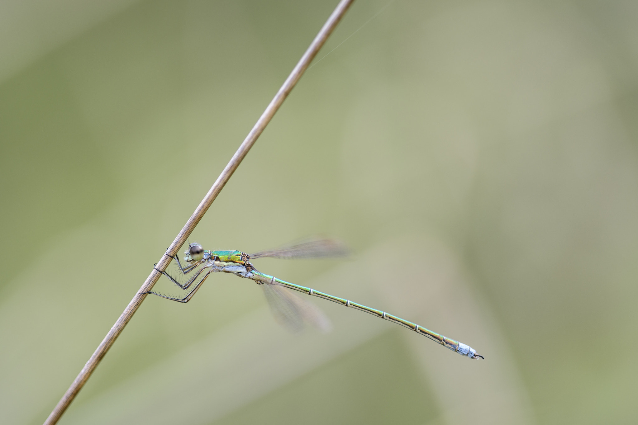 Sigma 150mm F2.8 EX DG OS Macro HSM sample photo. Chalcolestes viridis photography