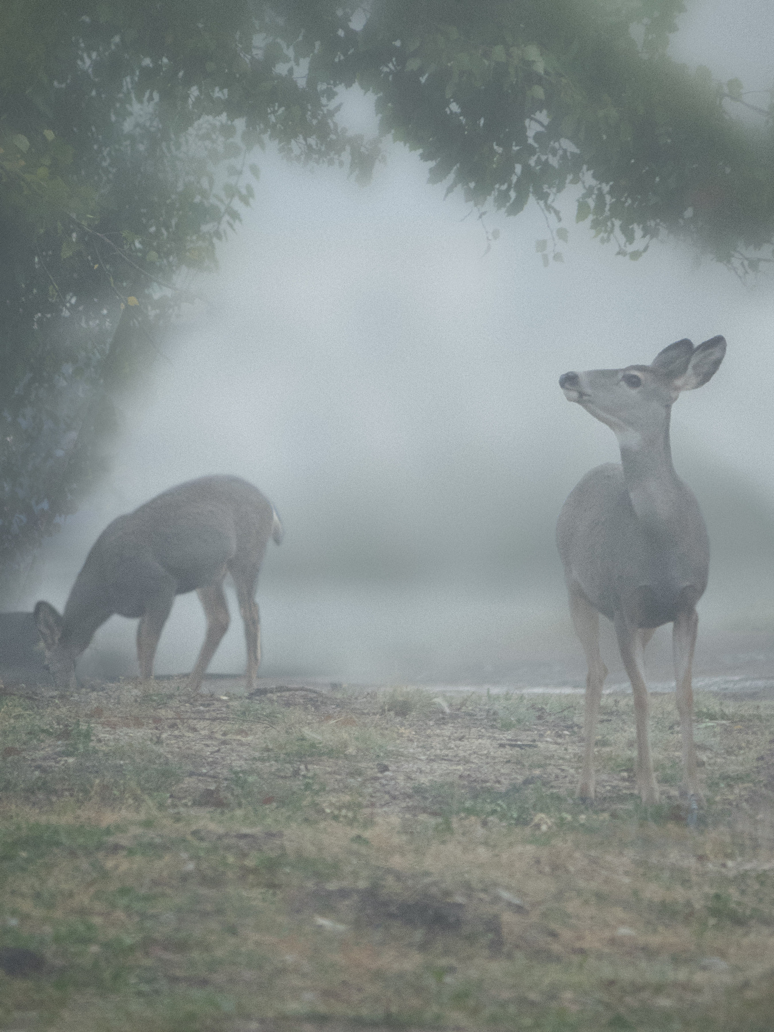 Olympus OM-D E-M1 sample photo. Oh deer........... photography