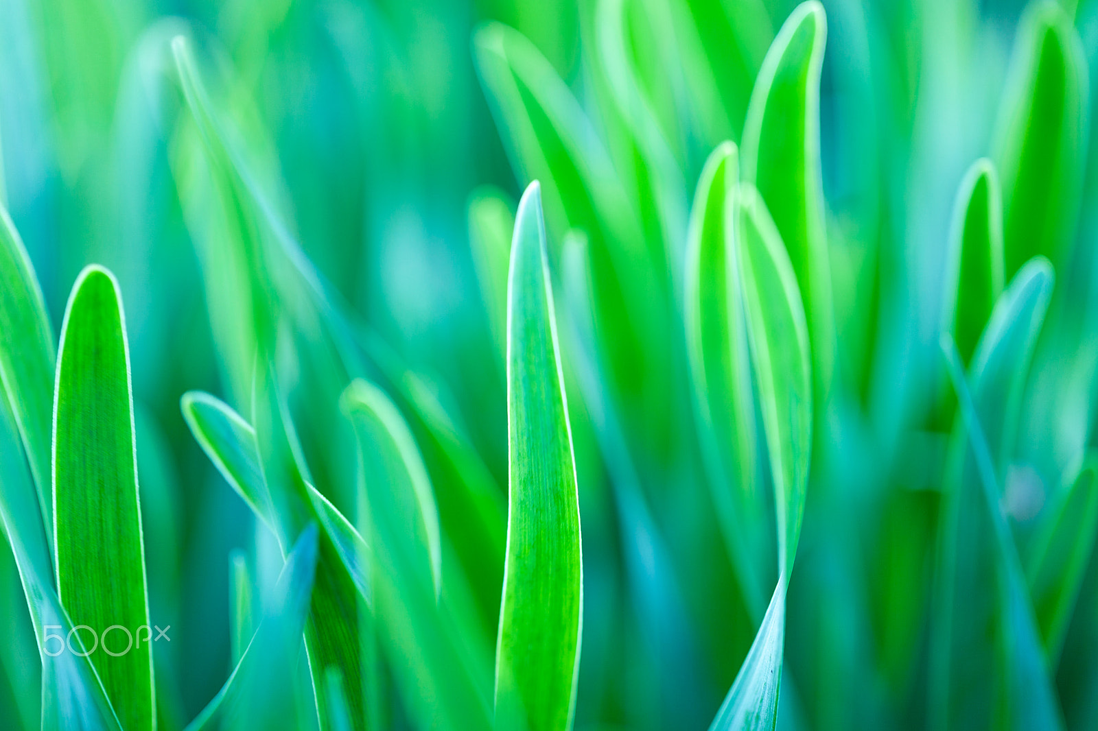 Canon EOS 5D Mark II sample photo. Green grass soft focus macro photo. photography