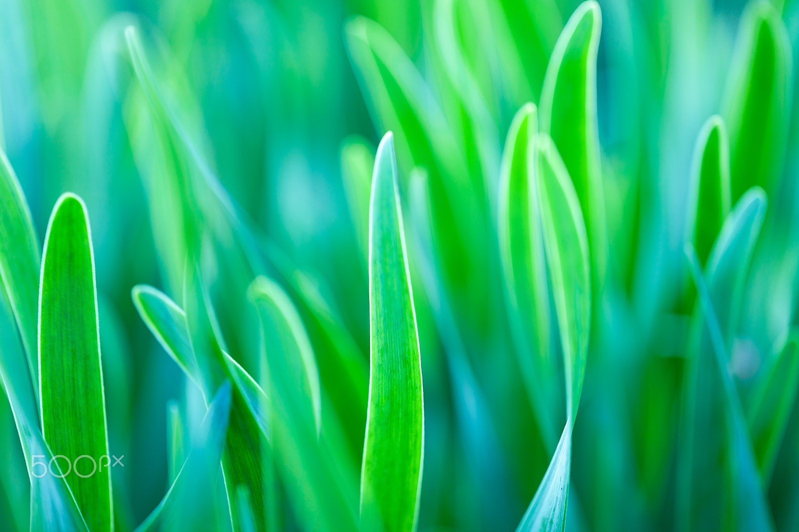 Canon EF 100mm F2.8L Macro IS USM sample photo. Green grass soft focus macro photo. photography