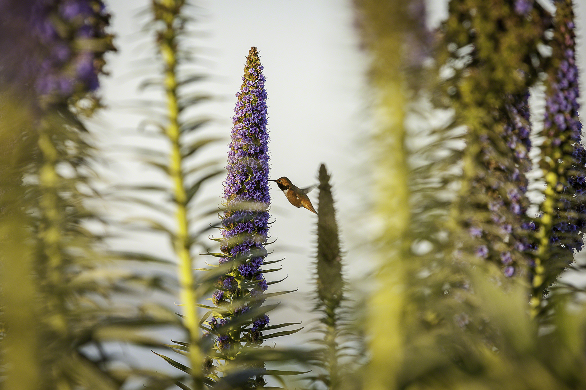 Canon EOS-1Ds Mark III sample photo. Kolibri in san franciscos golden gate park photography