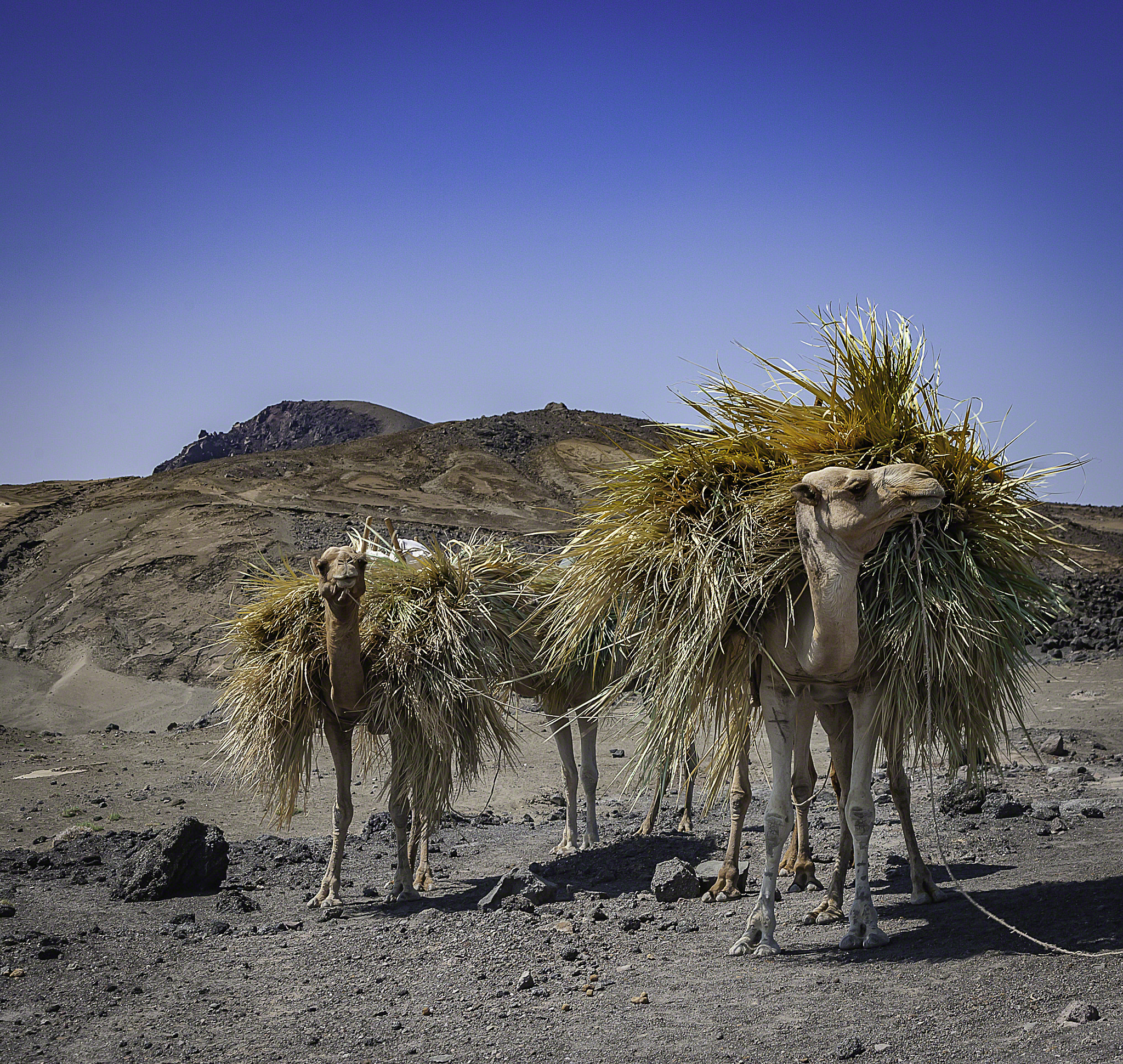 Canon EOS-1D Mark II + Canon EF 24-105mm F4L IS USM sample photo. Farming camels near djibouti photography