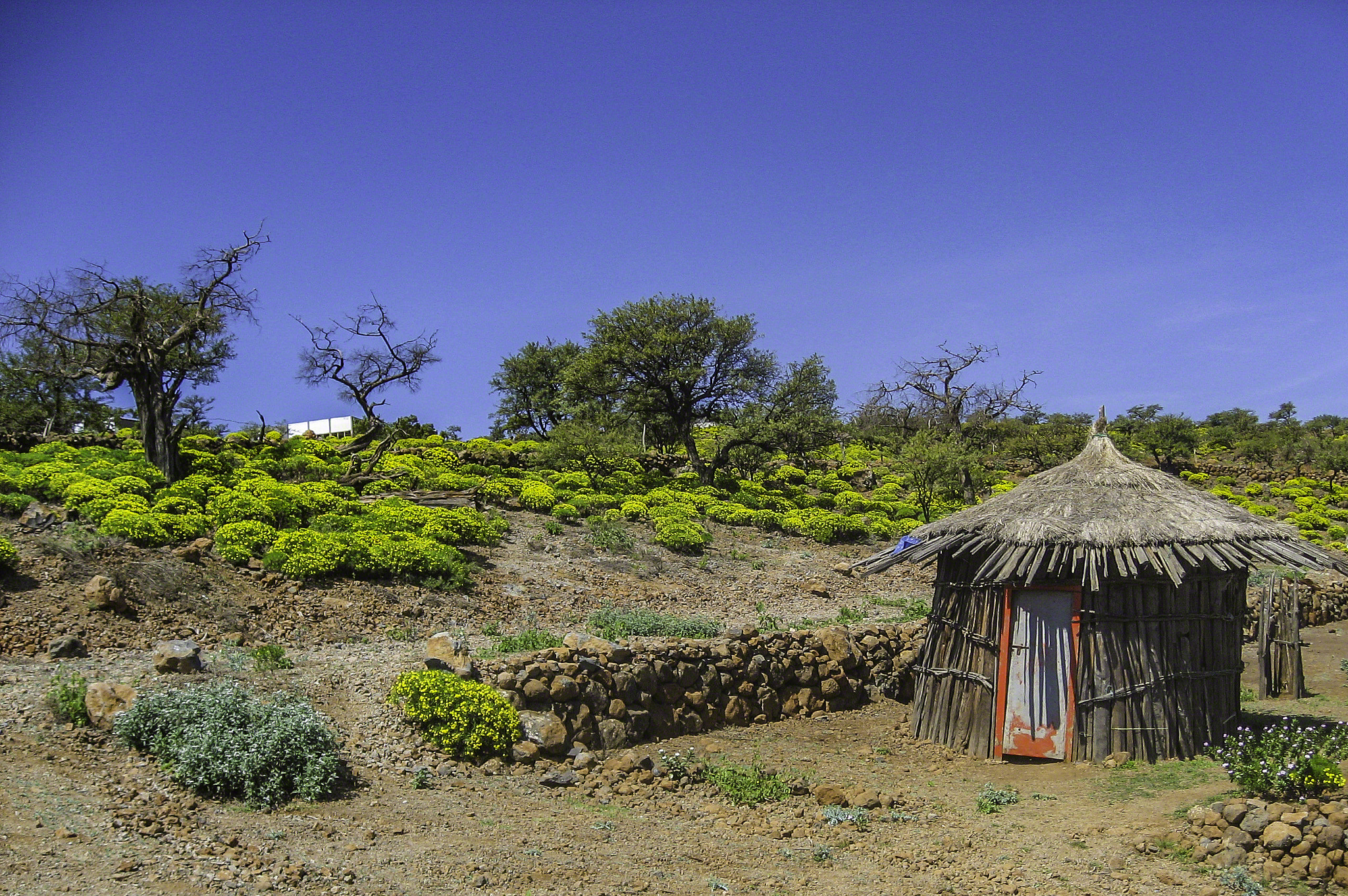 Canon DIGITAL IXUS 800 IS sample photo. Hut near the day forrest in djibouti photography