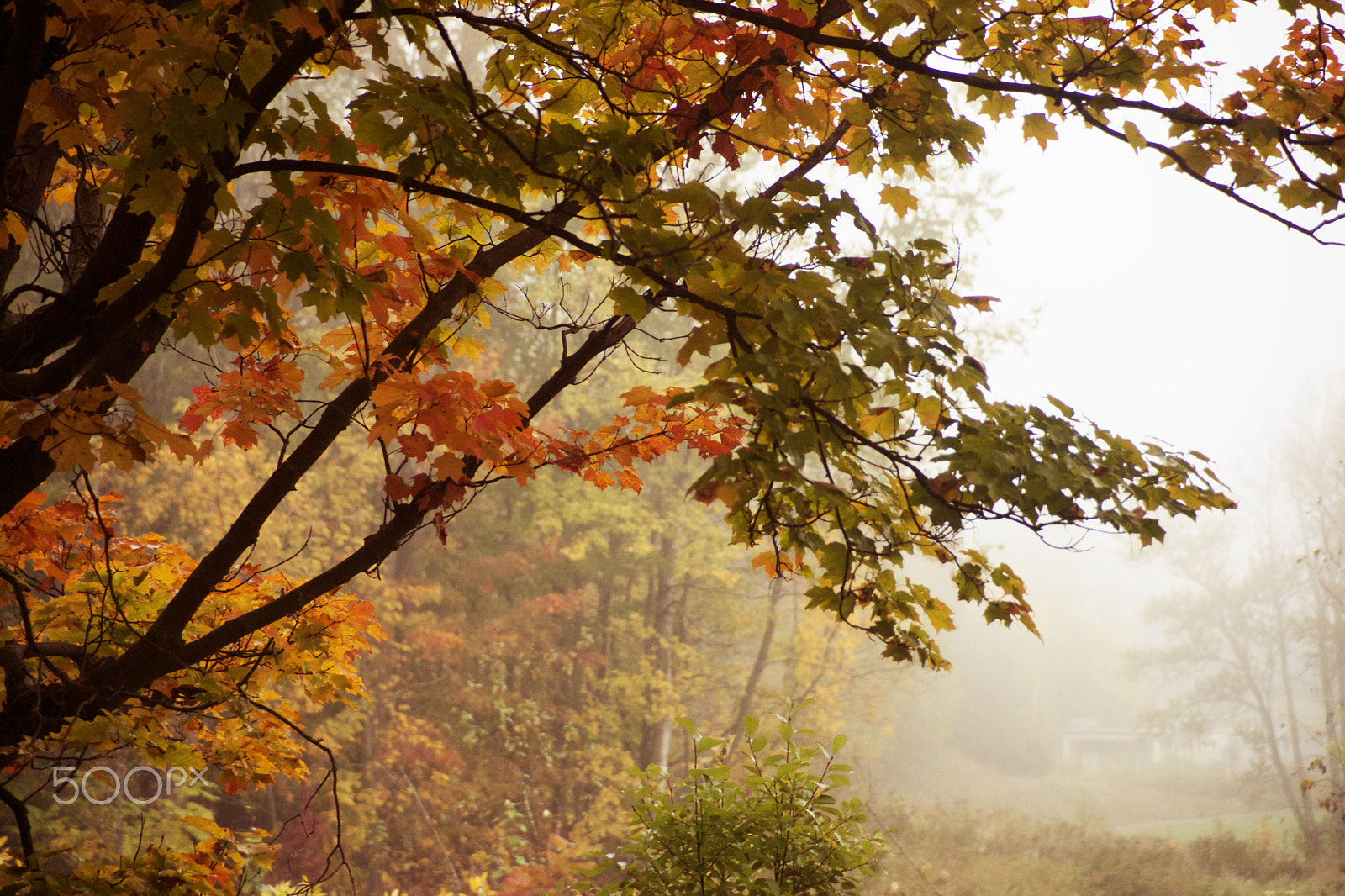 Minolta/Sony AF 24-105mm F3.5-4.5 (D) sample photo. Forest in the mist photography