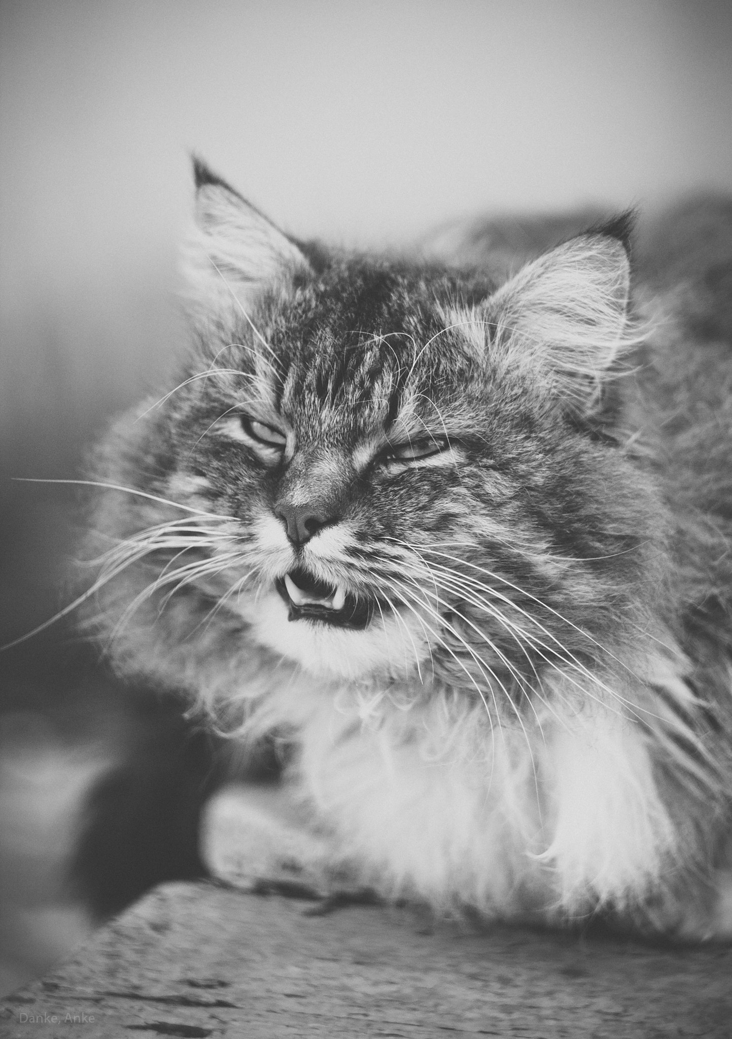 Canon EF 35-80mm f/4-5.6 sample photo. Sad cat photography