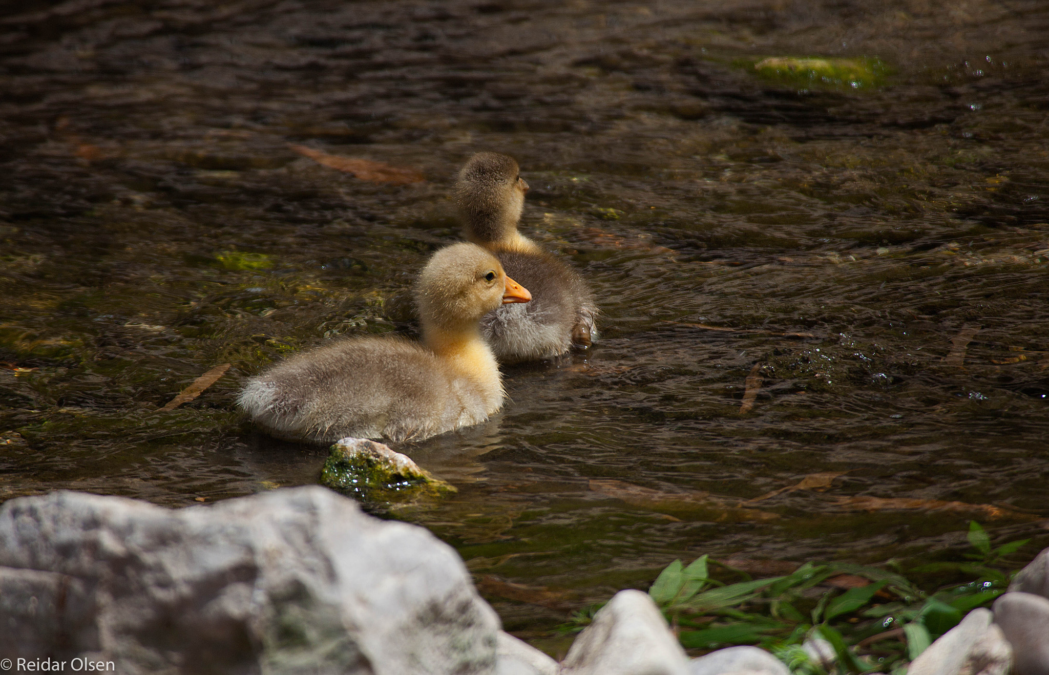 Canon EF 100-300mm f/5.6 sample photo. Twins.... photography