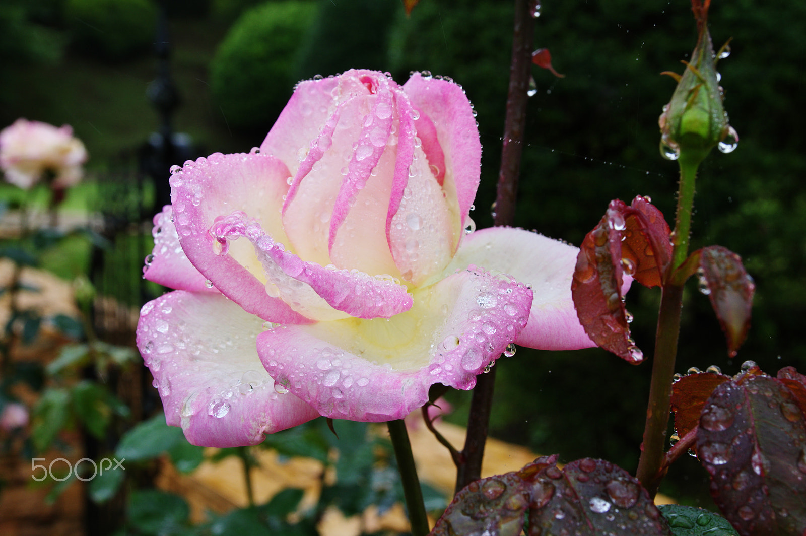 Pentax K-3 sample photo. Rose after rain photography