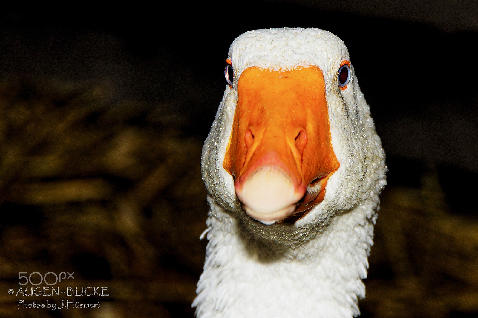 Tamron Lens (255) sample photo. ... eyh alder, isch kuck disch. photography