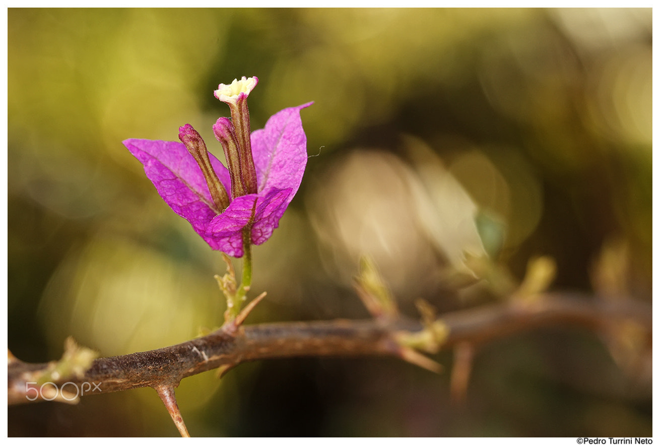 Canon EF 100mm F2.8L Macro IS USM sample photo. Floret pink photography