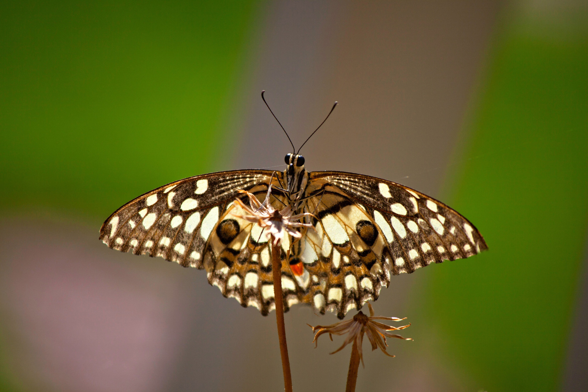 Canon EF 100-300mm f/5.6L sample photo. Common lime butterfly photography