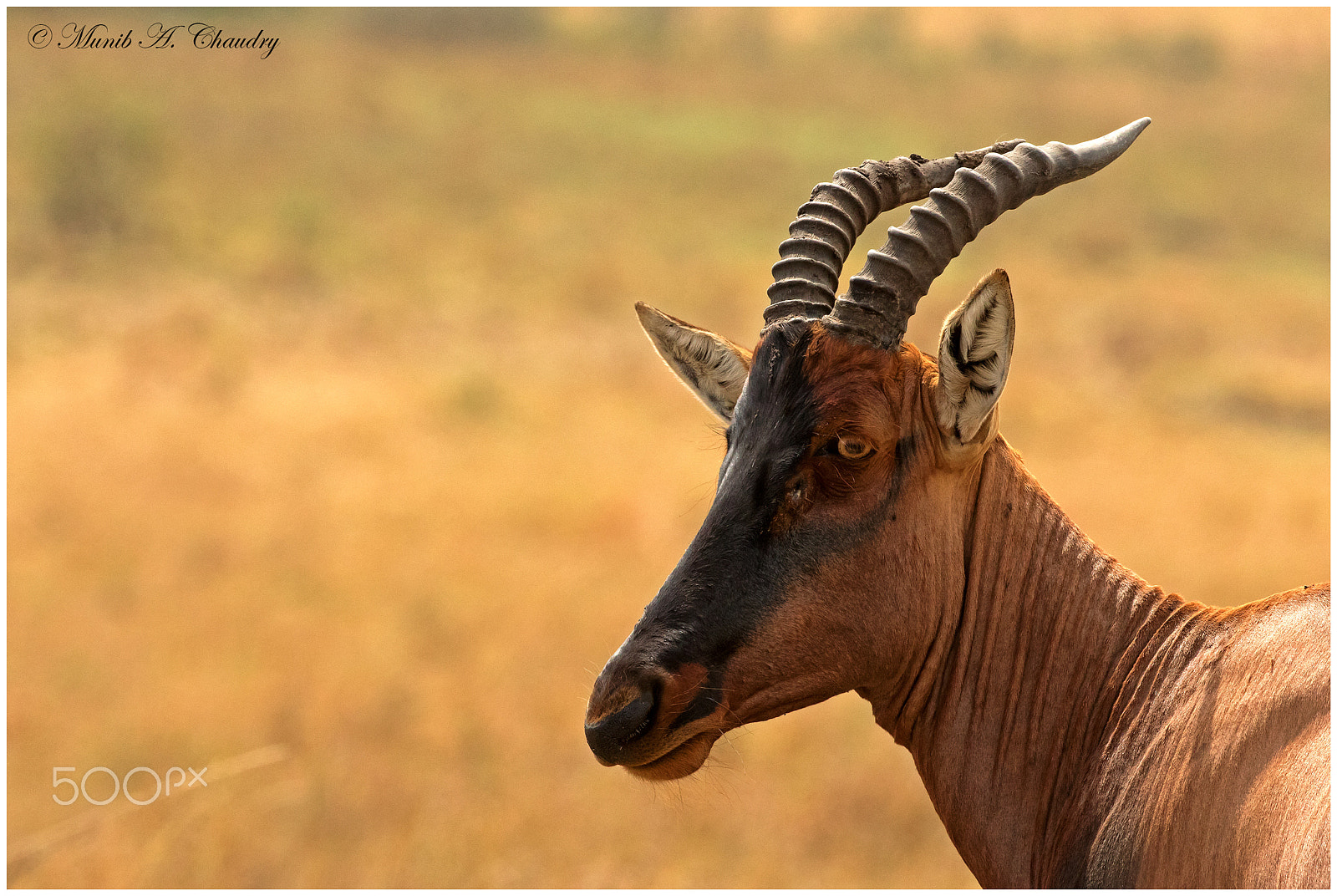 Canon EOS 7D Mark II sample photo. The topi! photography