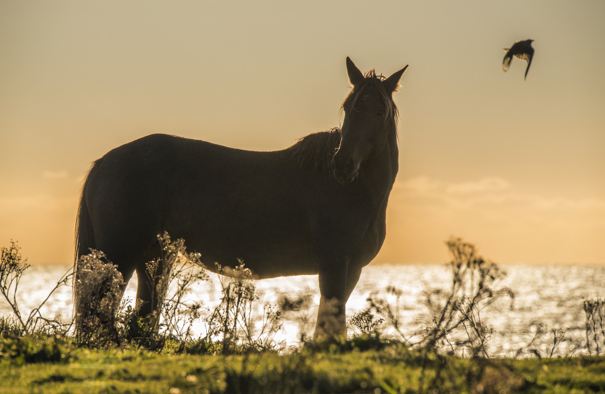 Nikon D800 + Sigma 150-600mm F5-6.3 DG OS HSM | S sample photo. The horse and the bird photography