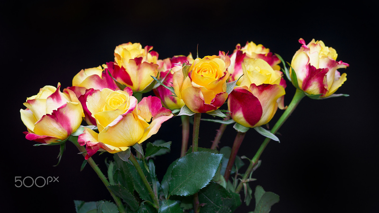 Sony Alpha NEX-6 + E 60mm F2.8 sample photo. Roses on a black background photography