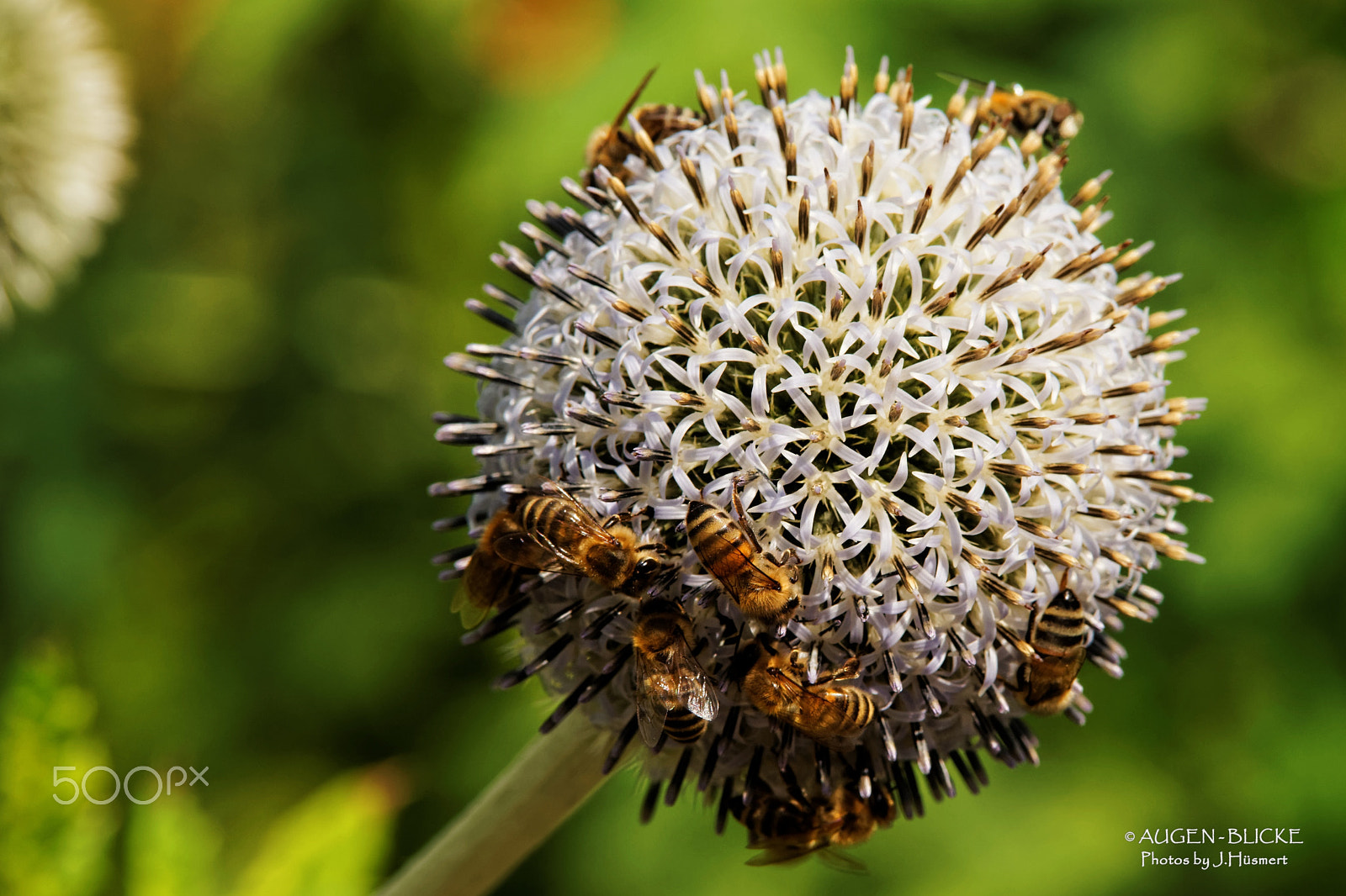 Sony a99 II + Tamron Lens (255) sample photo. Bienen(stock)kugel photography