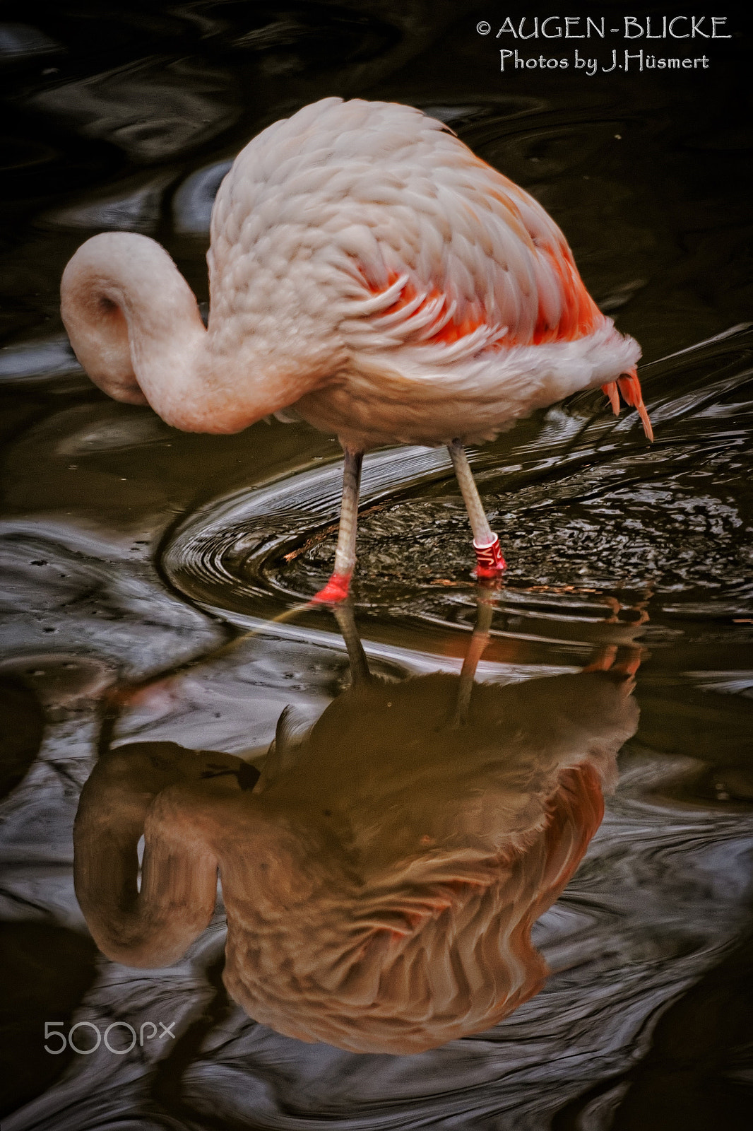 Sony 500mm F8 Reflex sample photo. ... ups. wer bist du denn da unten? photography