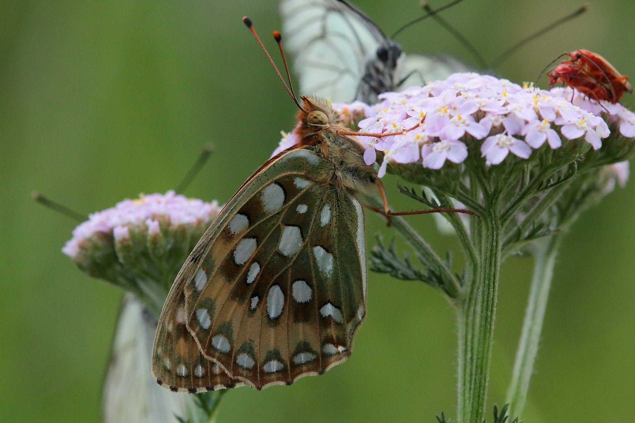 Canon EOS 70D sample photo. Dark green fritillary argynnis aglaja photography