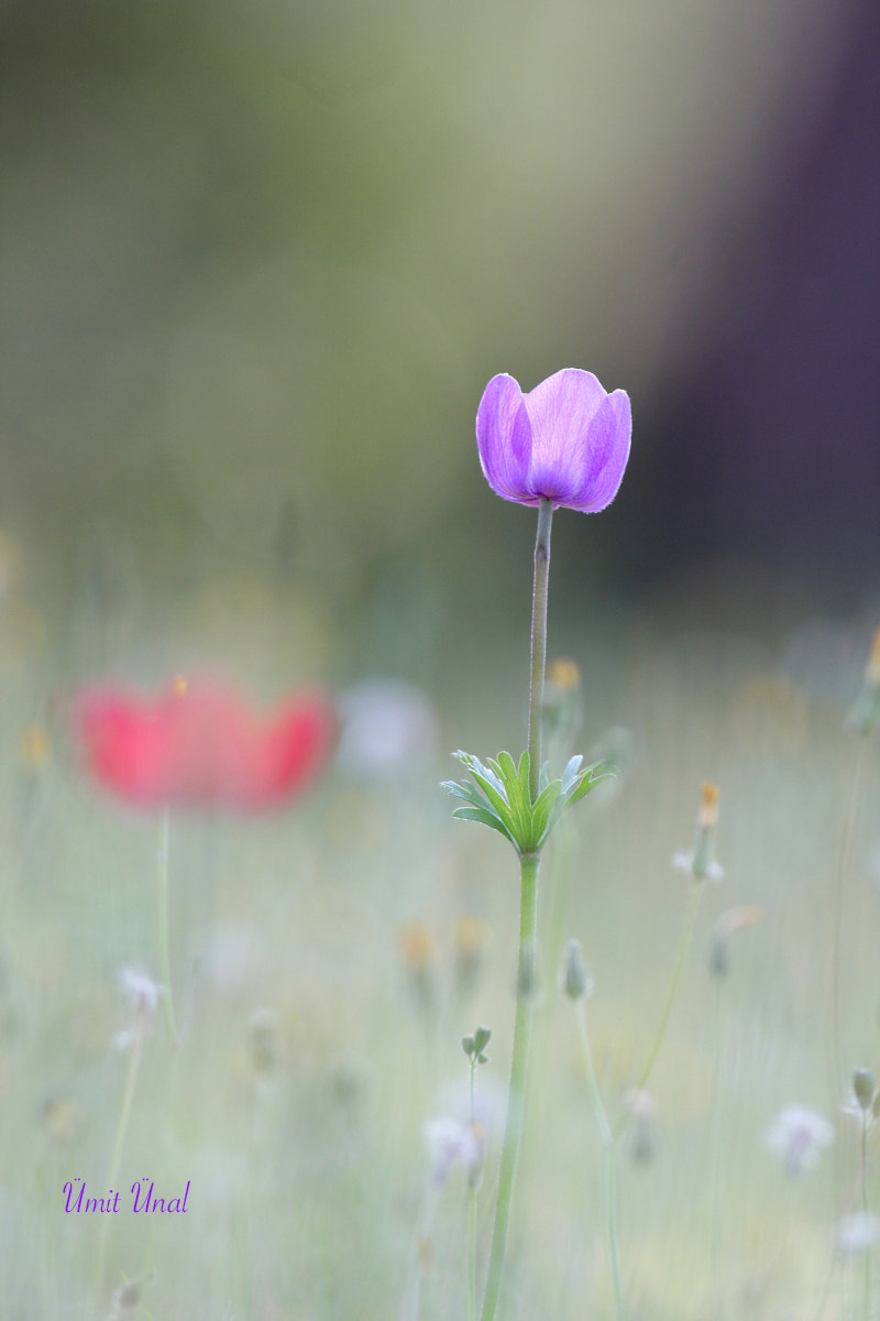 Canon EF 400mm F5.6L USM sample photo. Anemone photography