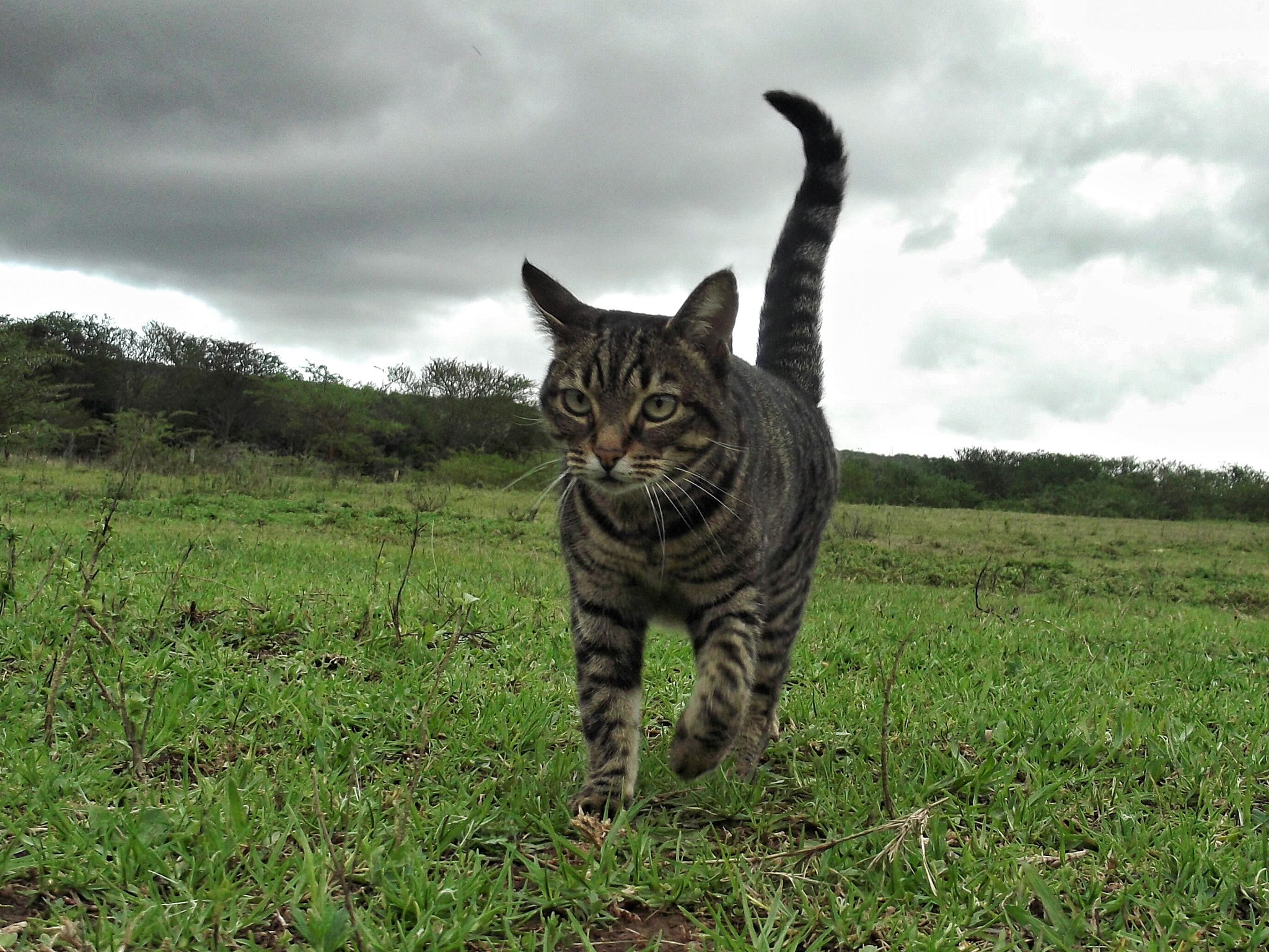 Fujifilm FinePix L30 sample photo. Cat in field photography