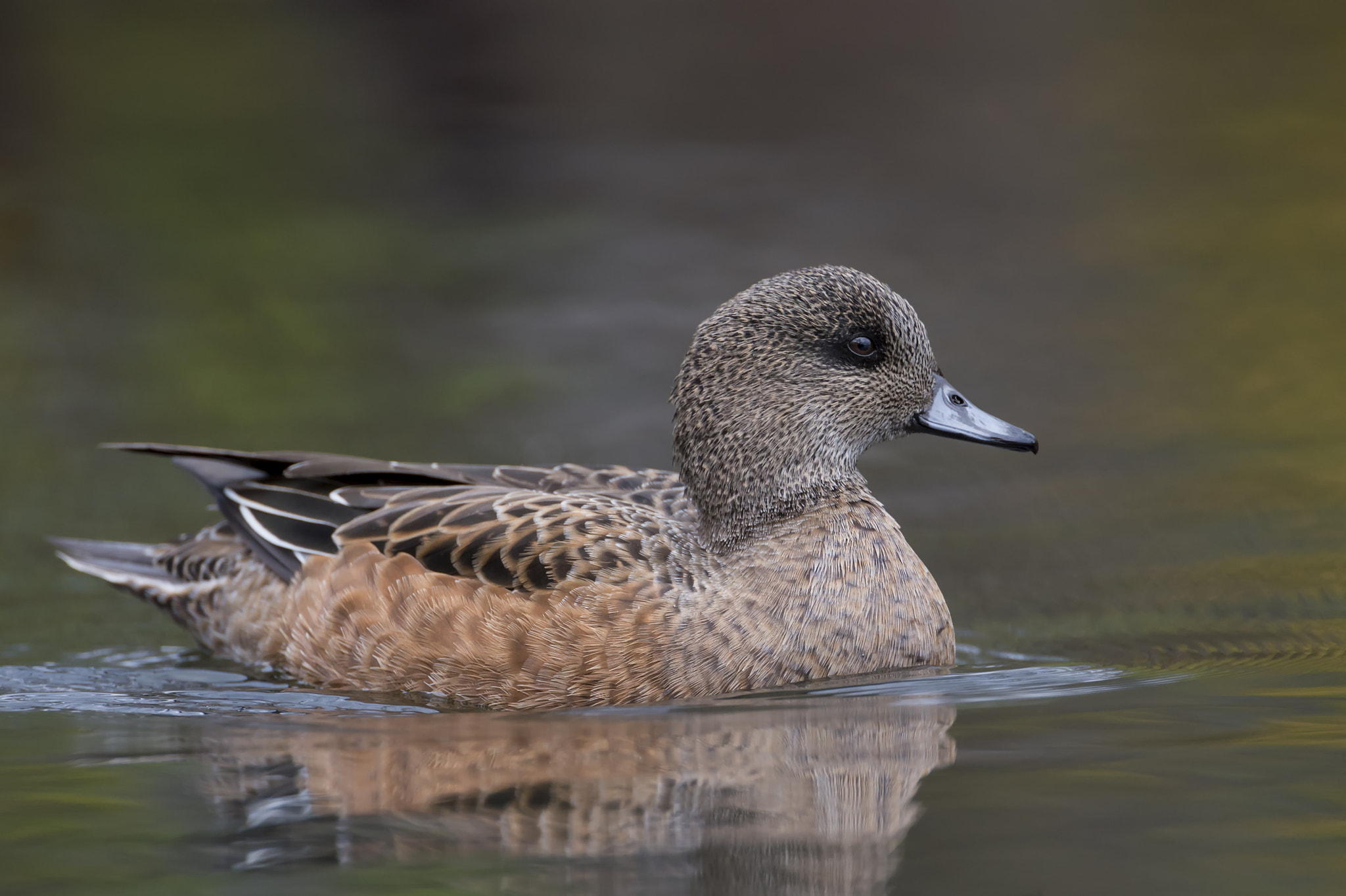 Nikon D4 sample photo. A female widgeon photography