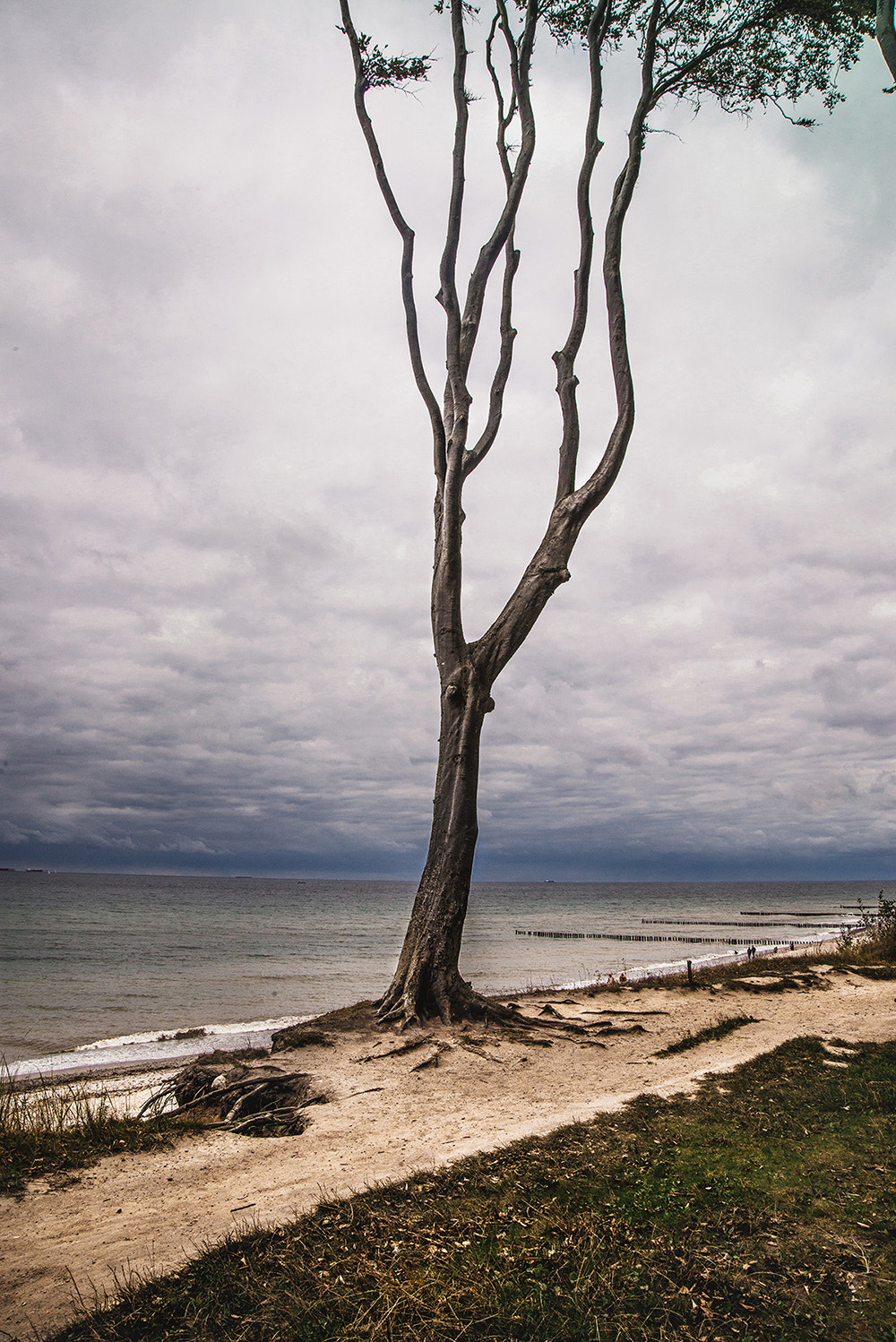 Nikon D610 sample photo. Ghost tree photography