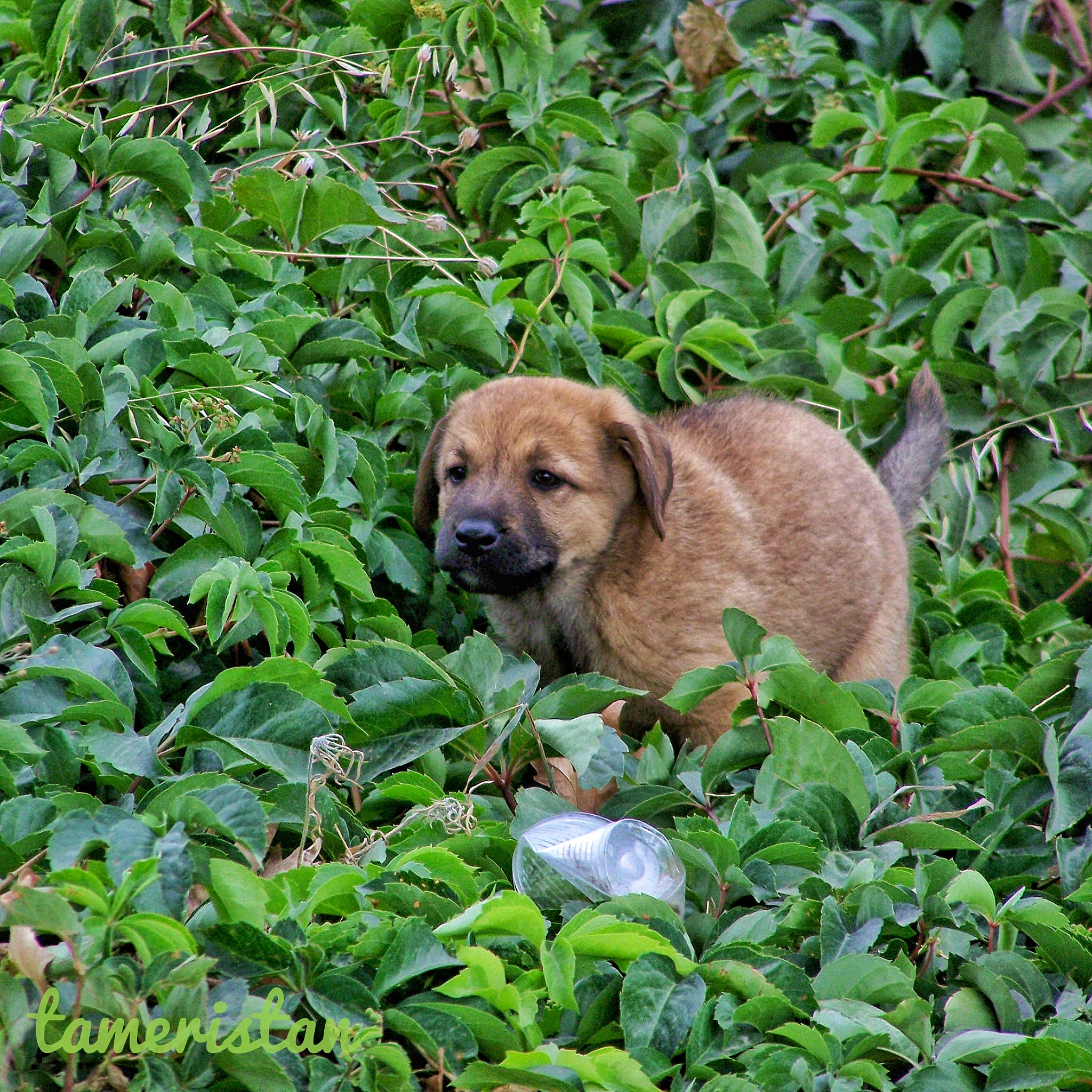 Kodak EASYSHARE Z710 ZOOM DIGITAL CAMERA sample photo. Little dog..  photography