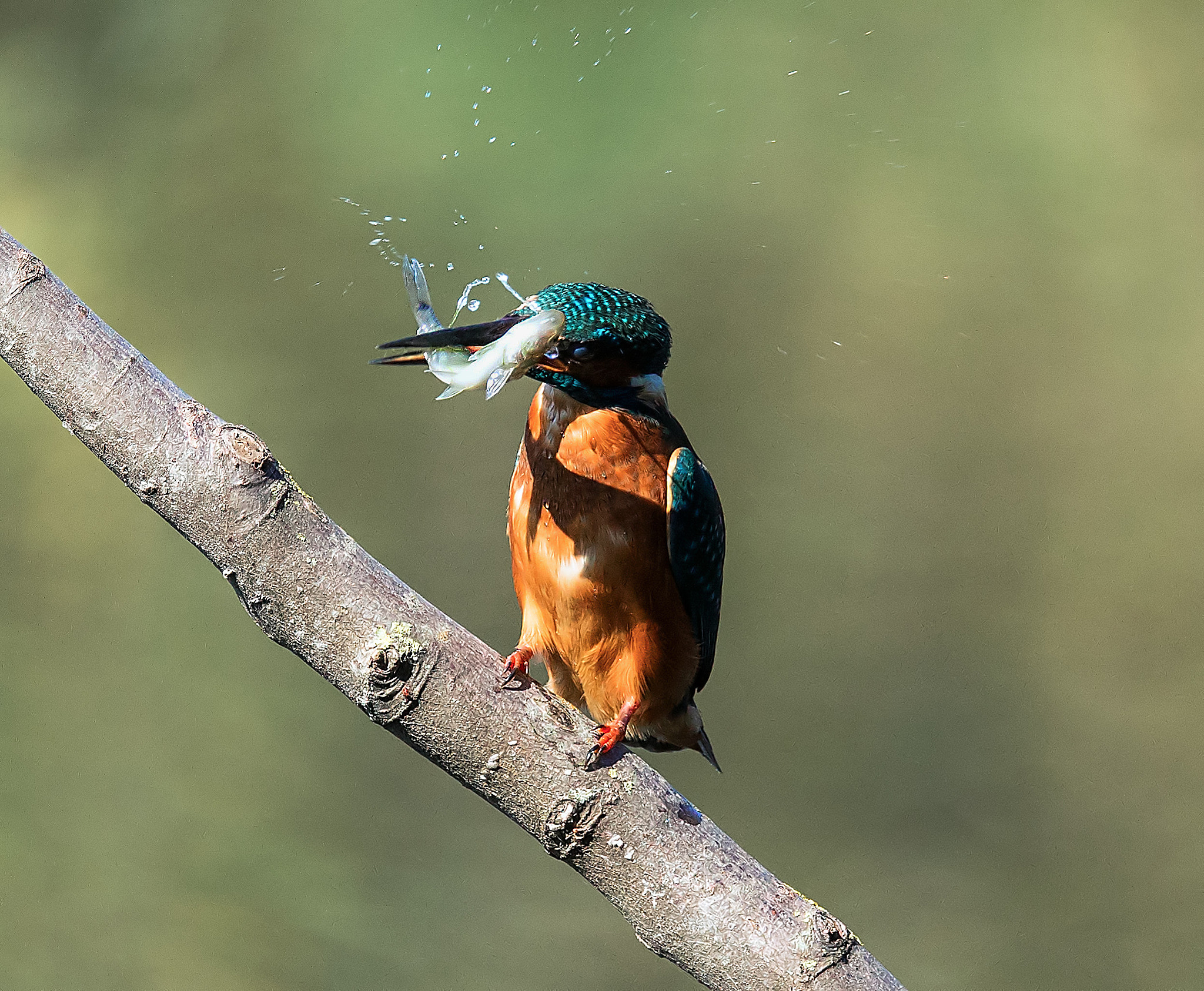 150-600mm F5-6.3 DG OS HSM | Sports 014 sample photo. Martino fish2! photography