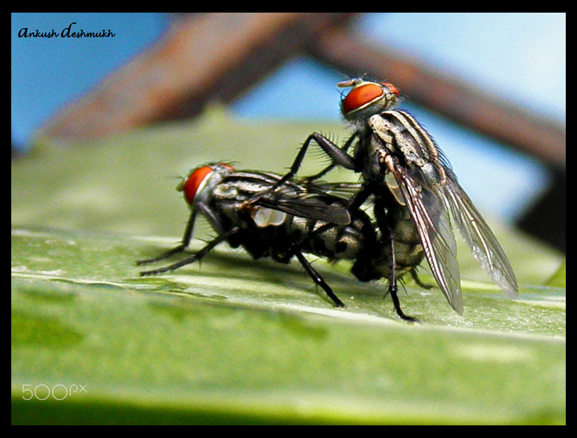 Olympus u7030,S7030 sample photo. Mating houseflies photography