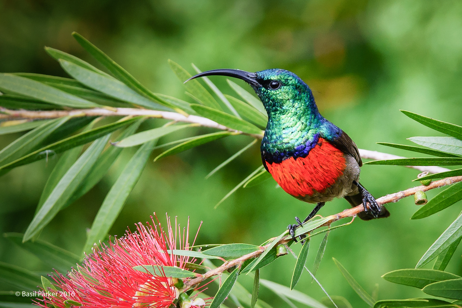 Sony a7R II sample photo. Male southern double-collared sunbird photography