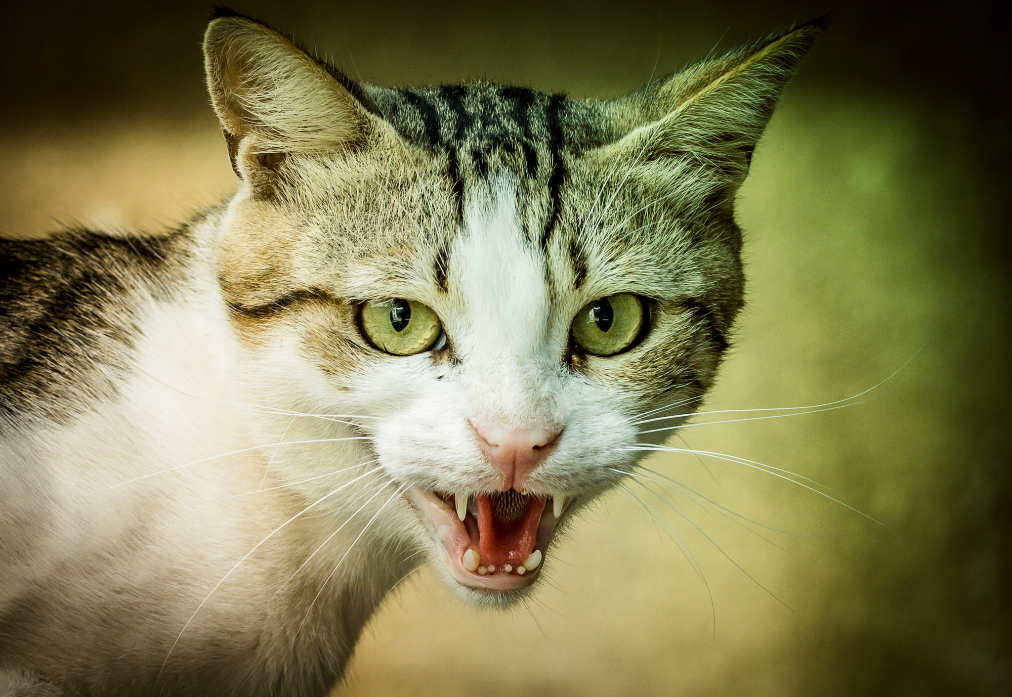 Canon EF 100mm F2.8L Macro IS USM sample photo. Angry photography