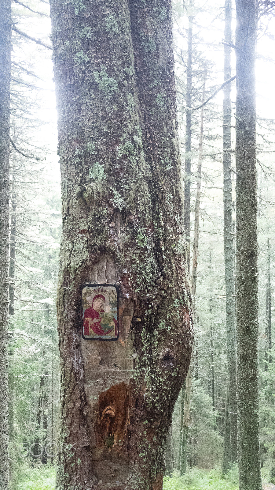Panasonic Lumix DMC-GM1 sample photo. Tree tatoo photography