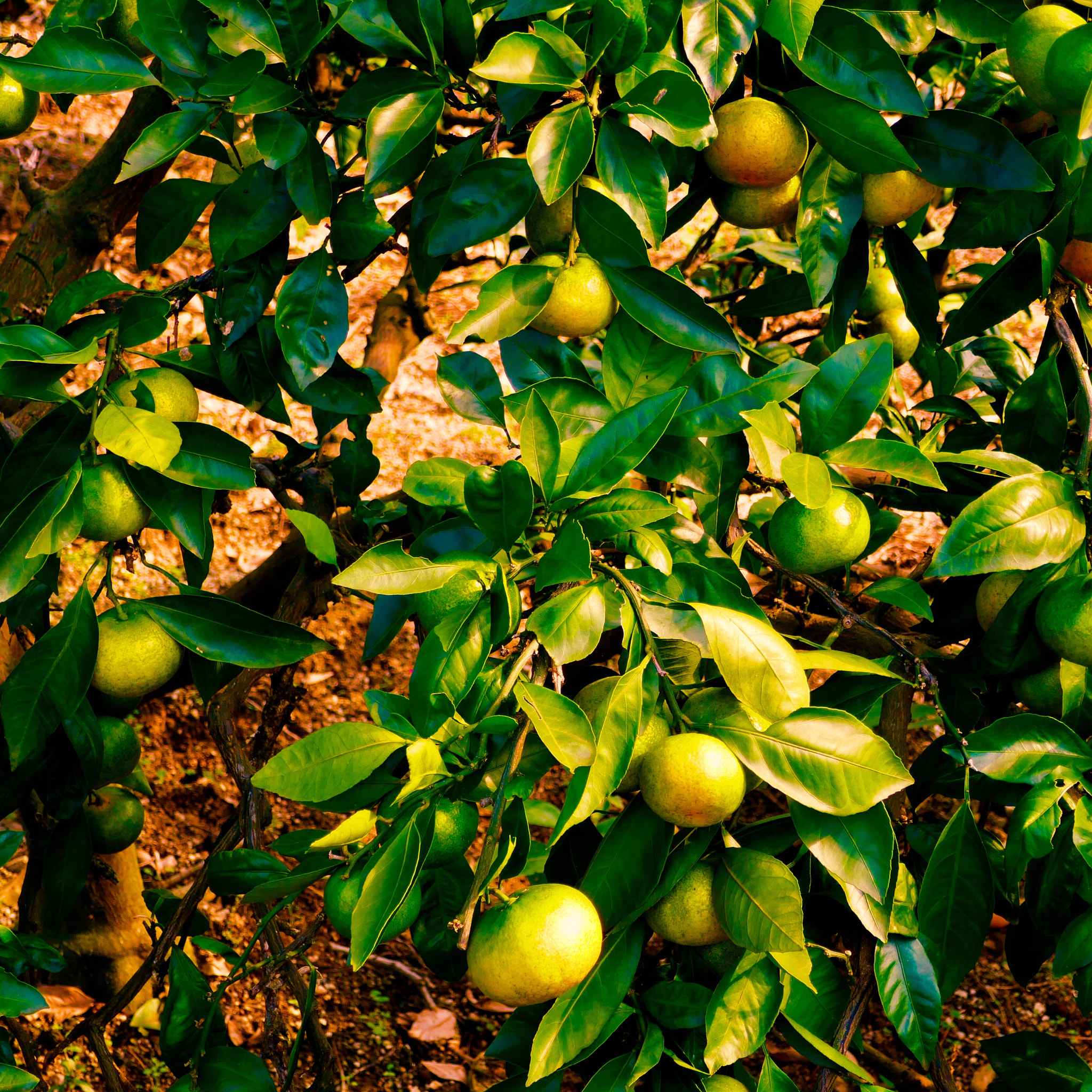 Panasonic DMC-TX1 sample photo. 熟しつつある蜜柑 ripening satsumas photography