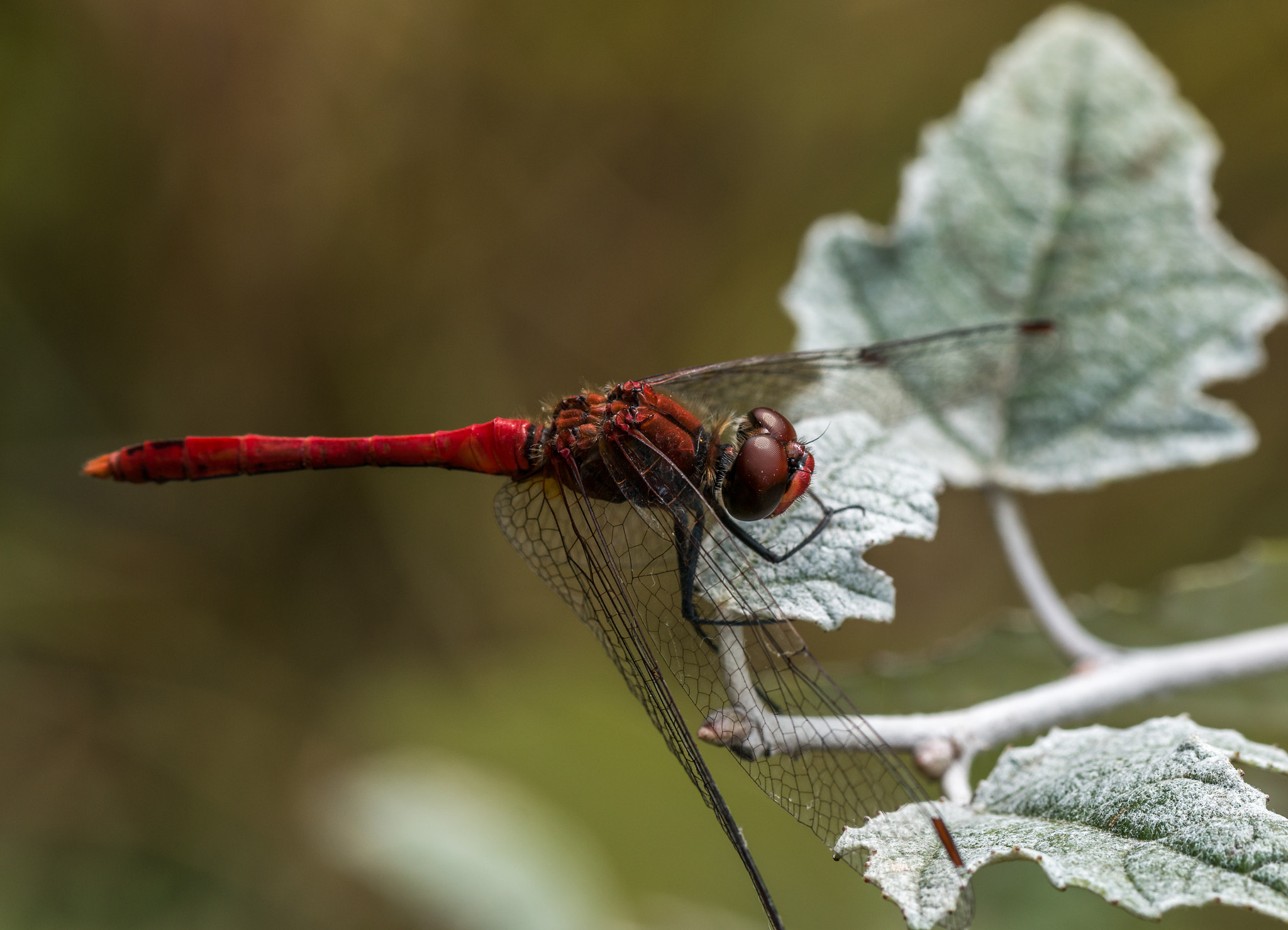 Canon EF 100mm F2.8L Macro IS USM sample photo. Dragon-fly photography
