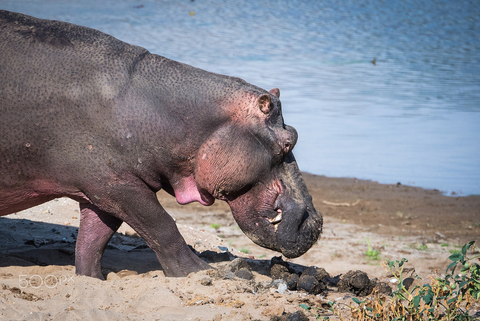 Nikon D600 sample photo. Hippopotamus photography