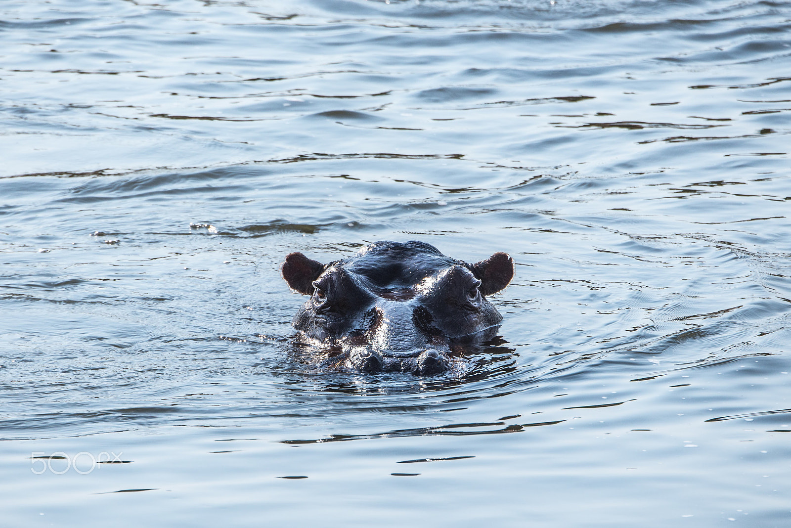 Nikon D600 sample photo. Hippopotamus photography