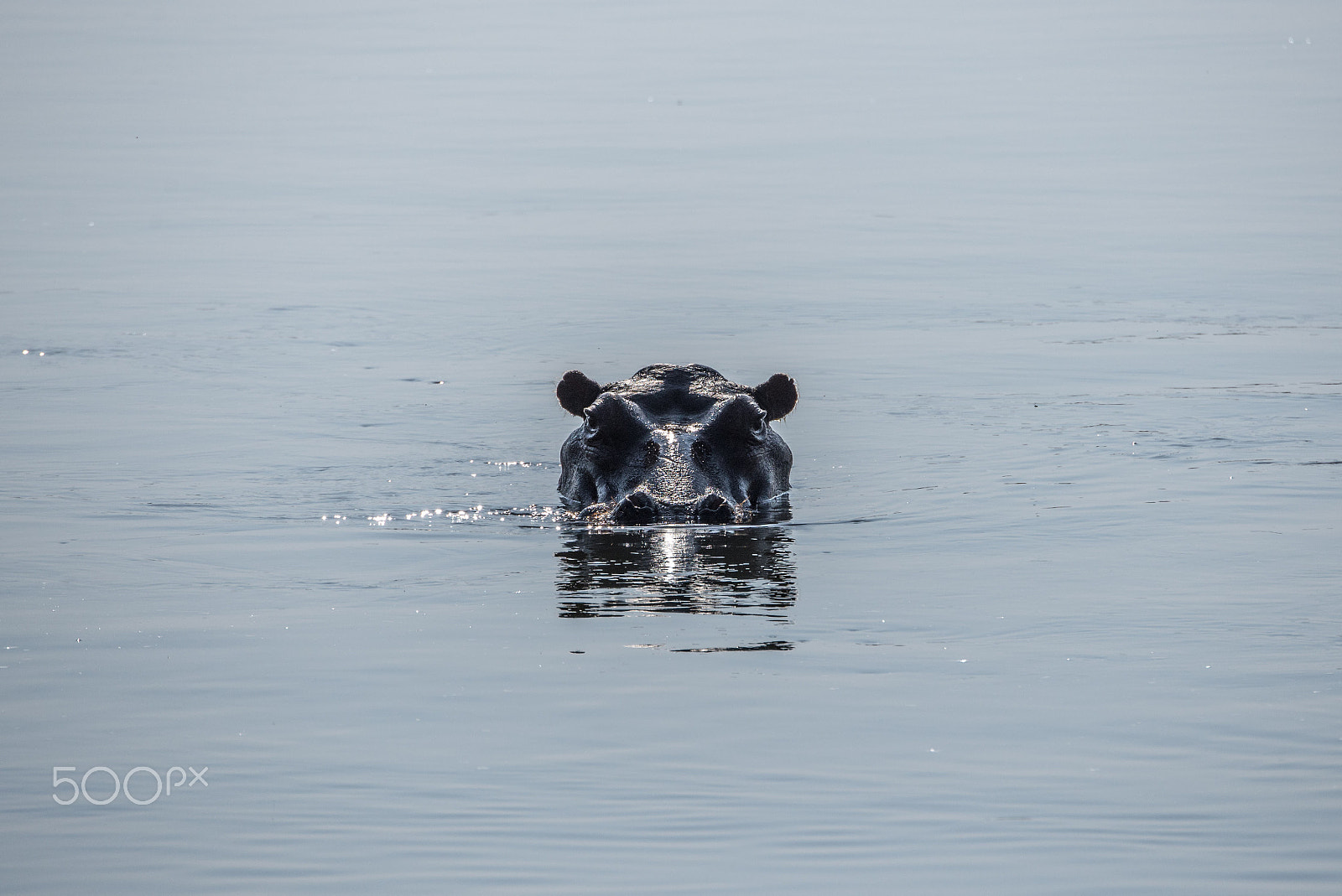 Nikon D600 sample photo. Hippopotamus photography