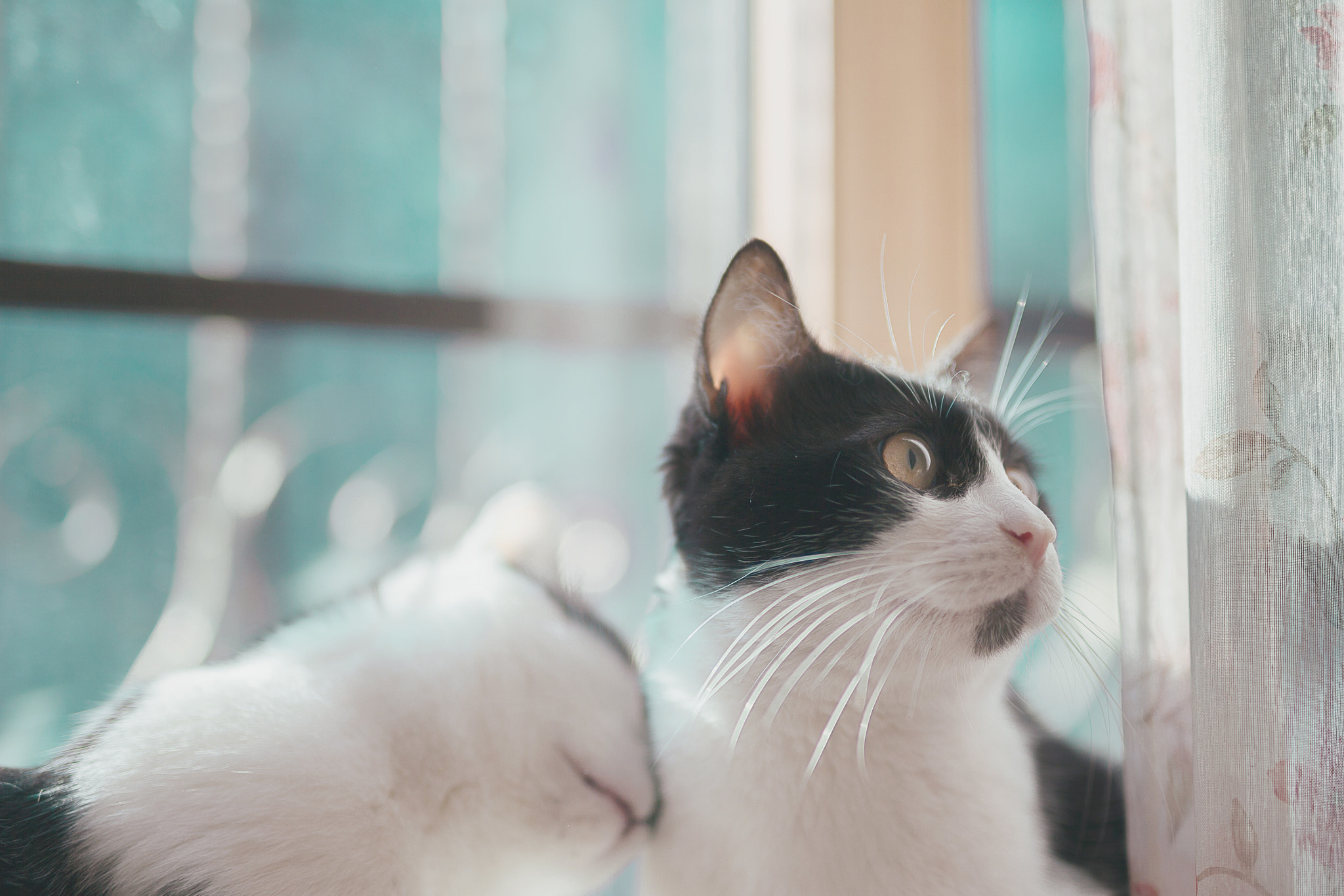 ZEISS Milvus 50mm F1.4 sample photo