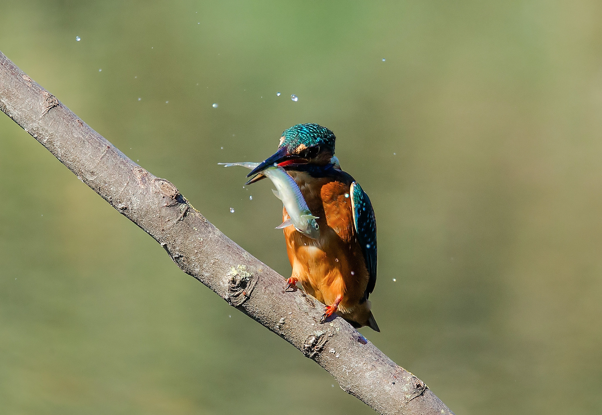 150-600mm F5-6.3 DG OS HSM | Sports 014 sample photo. Marino fish3! photography