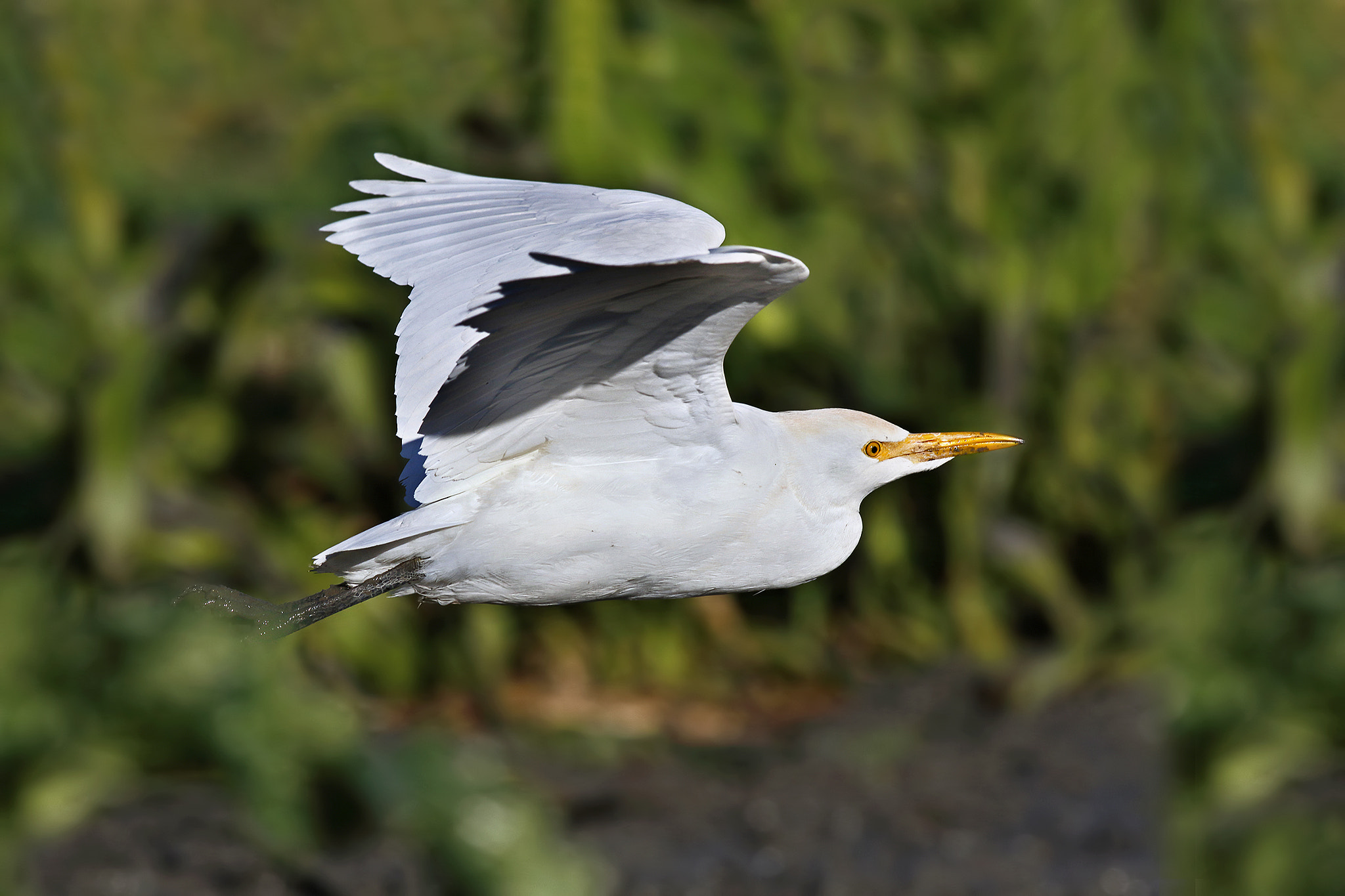 Canon EOS 7D Mark II + Canon EF 500mm f/4.5L sample photo. Cattle egret photography