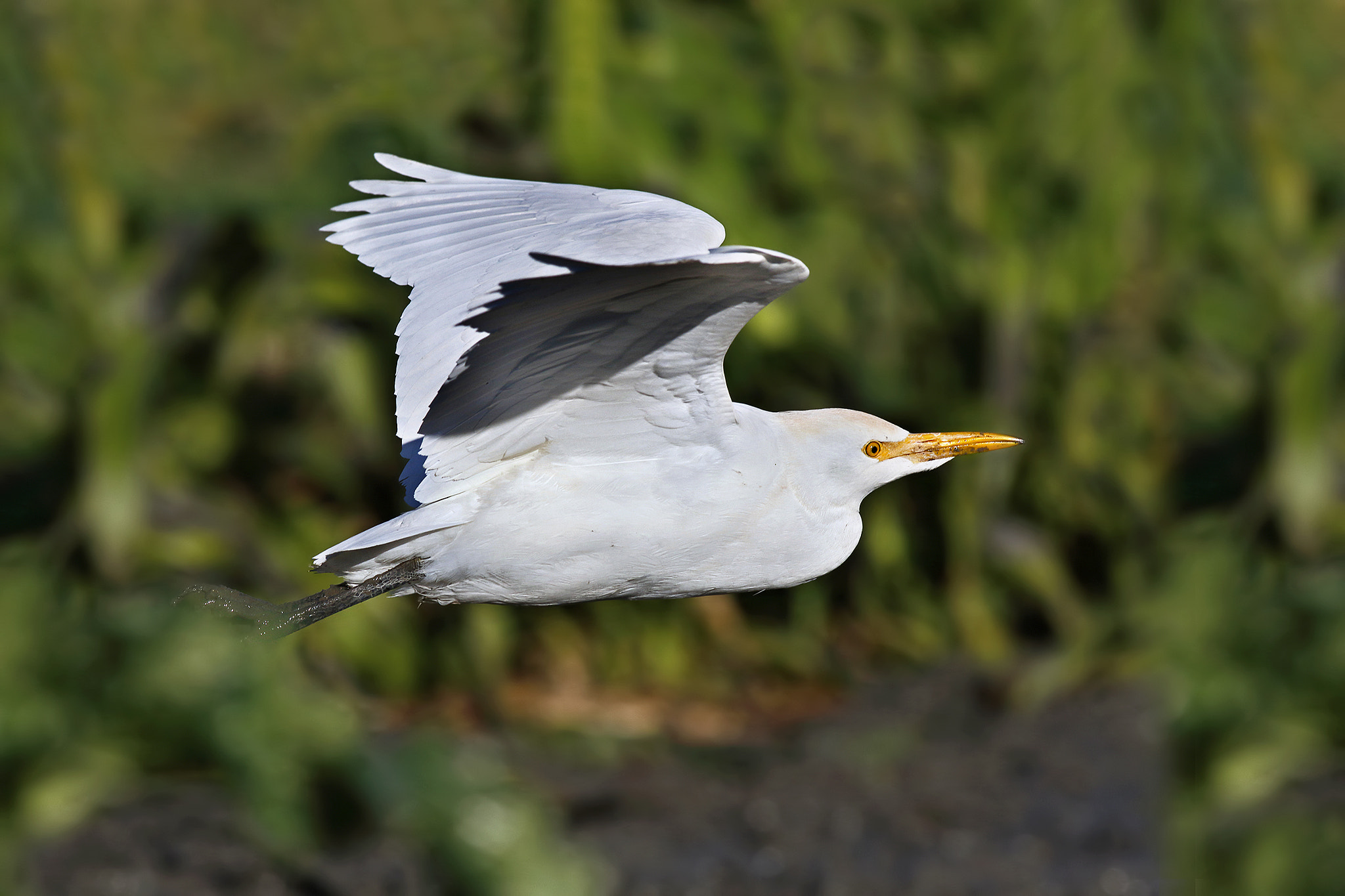 Canon EF 500mm f/4.5L sample photo. Cattle egret photography