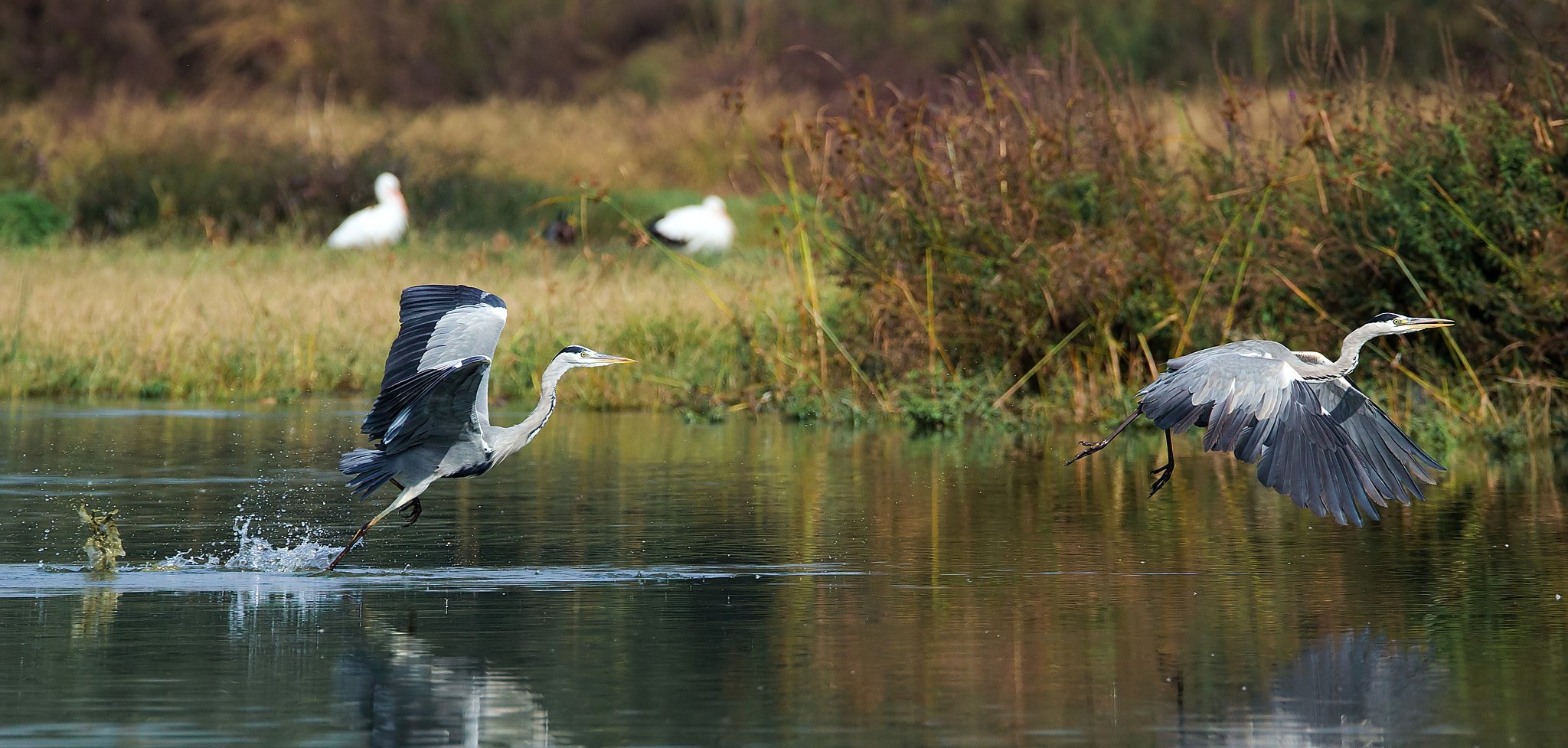 Canon EOS-1D X + 150-600mm F5-6.3 DG OS HSM | Sports 014 sample photo. Two herons! photography