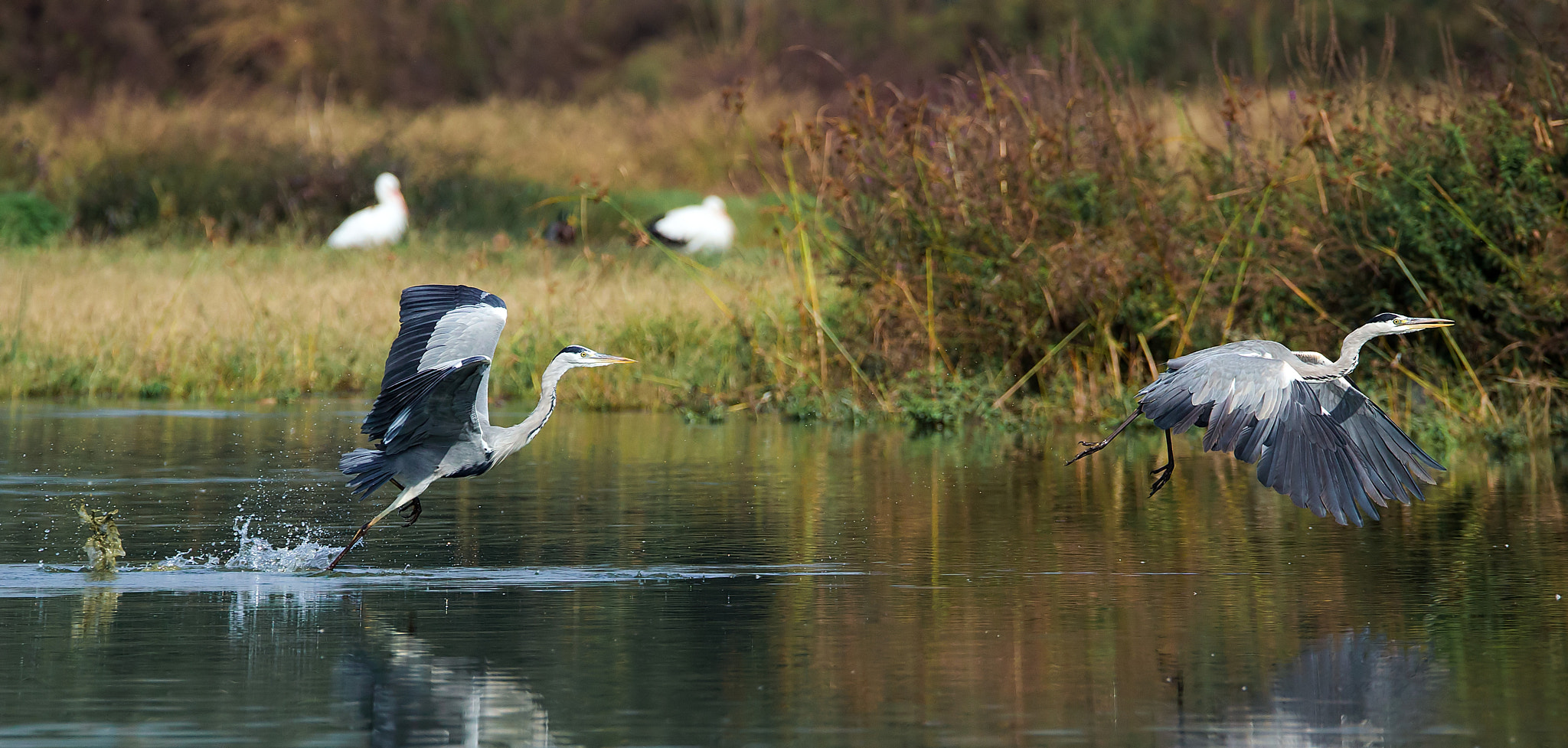 150-600mm F5-6.3 DG OS HSM | Sports 014 sample photo. Two herons! photography