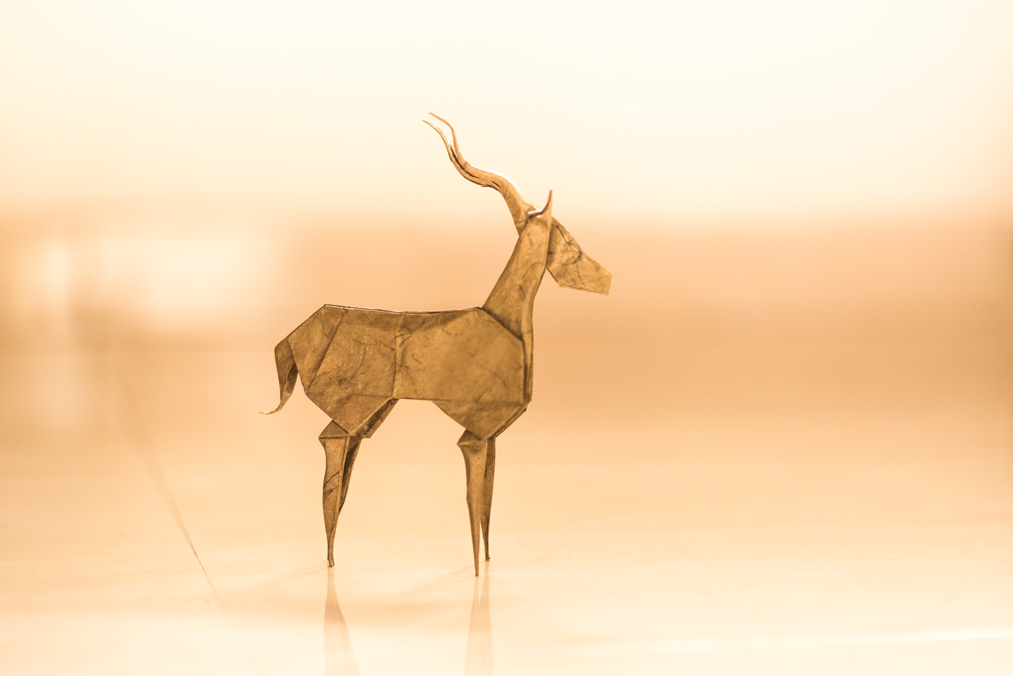 Canon EOS 5DS + Canon EF 85mm F1.2L II USM sample photo. Origami gazelle photography