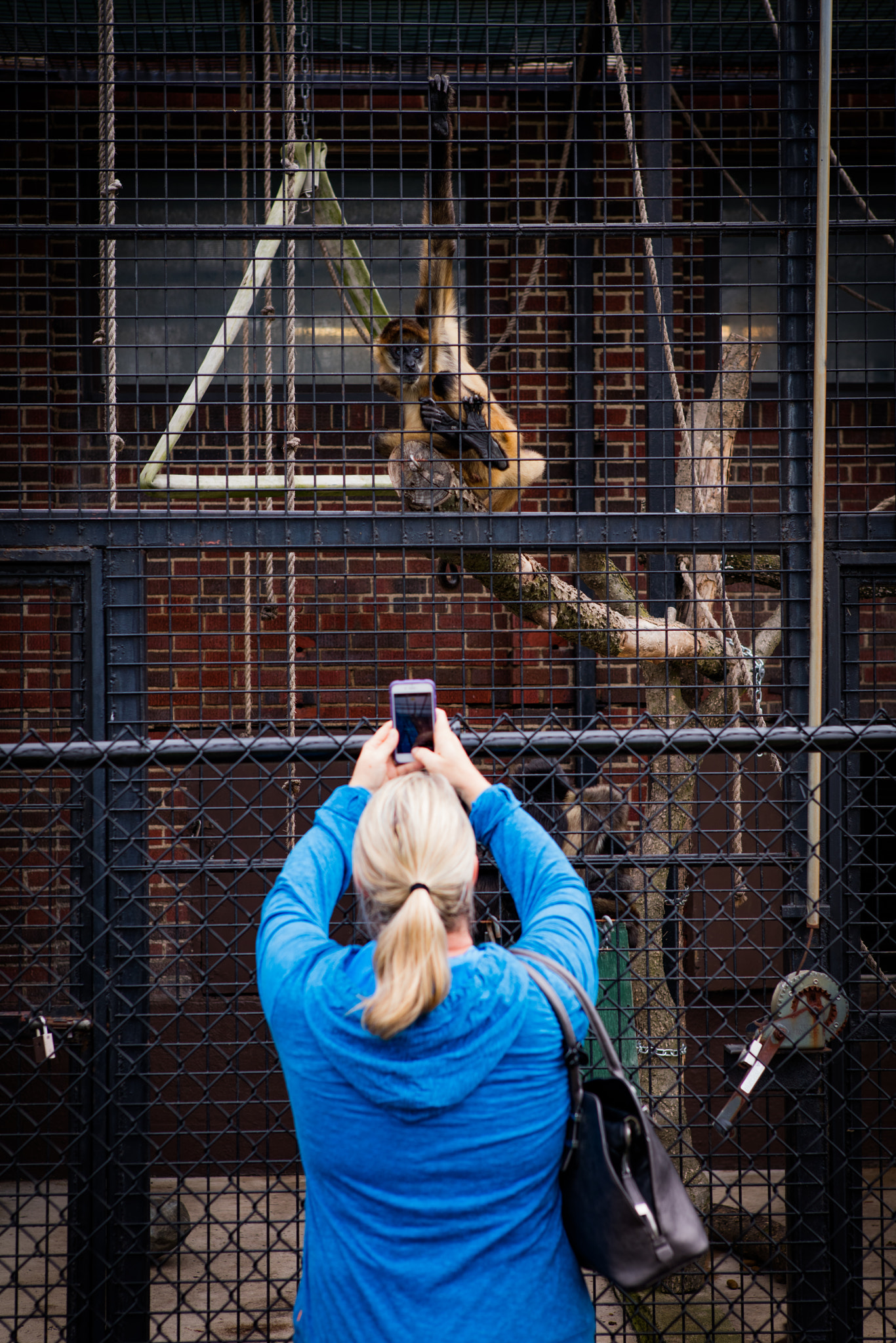 Canon EOS 5DS + Canon EF 24-70mm F2.8L USM sample photo. Monkey woman photo photography