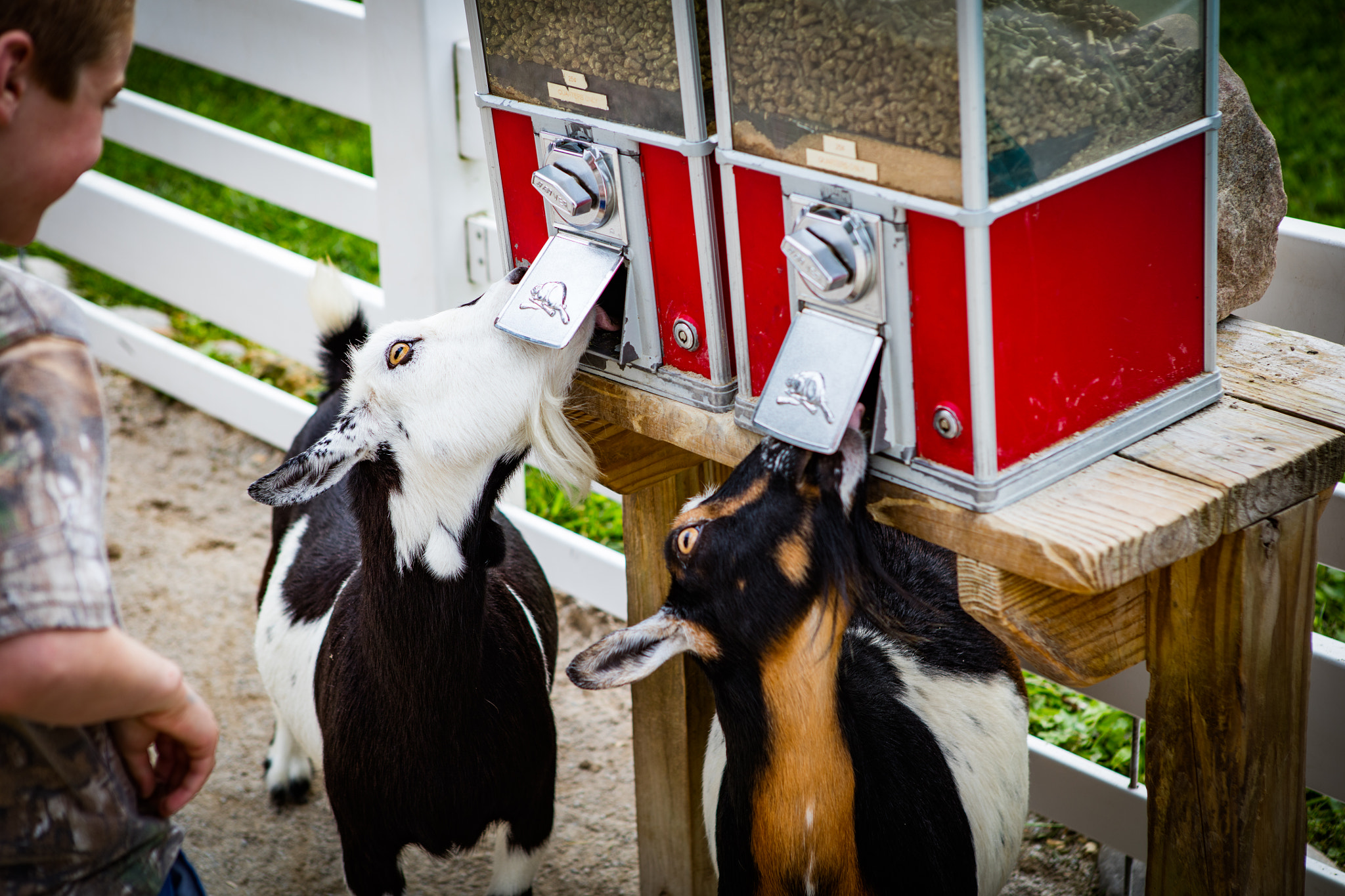 Canon EOS 5DS + Canon EF 24-70mm F2.8L USM sample photo. Goat stealing food photography