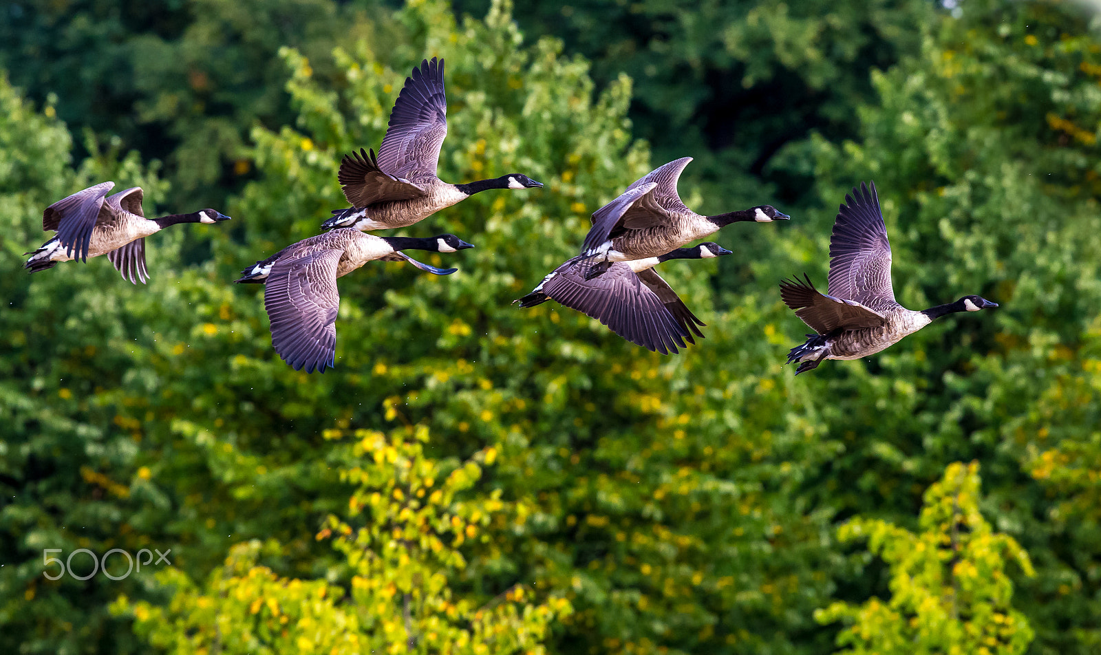 Canon EF 300mm F2.8L IS II USM sample photo. In the morning light photography
