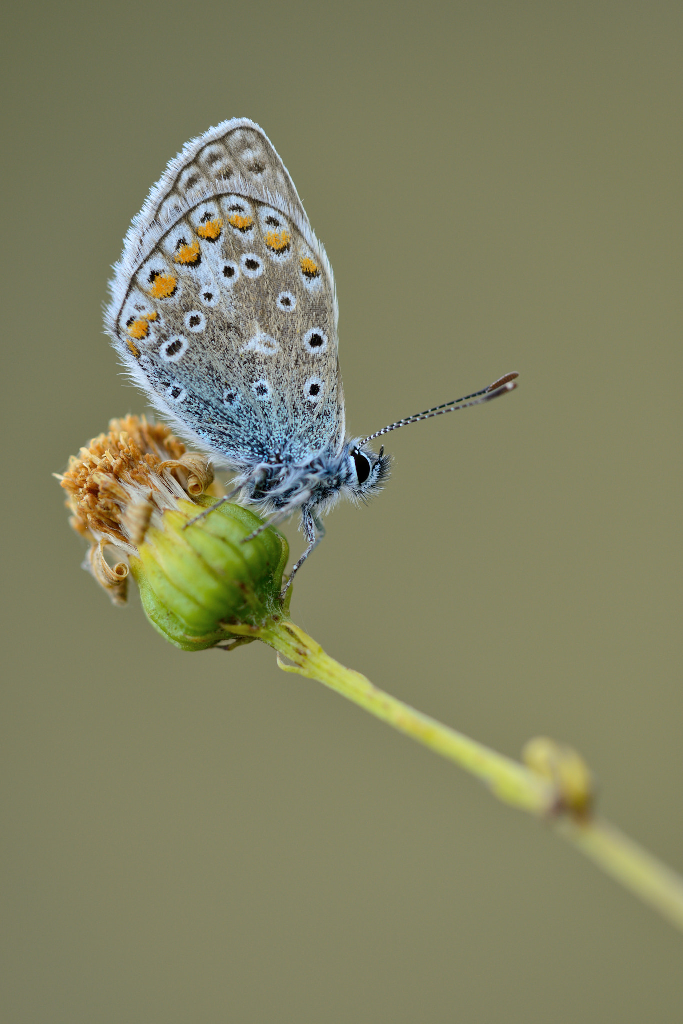 Nikon D800 + Nikon AF Micro-Nikkor 200mm F4D ED-IF sample photo. Hauhechel bläuling photography